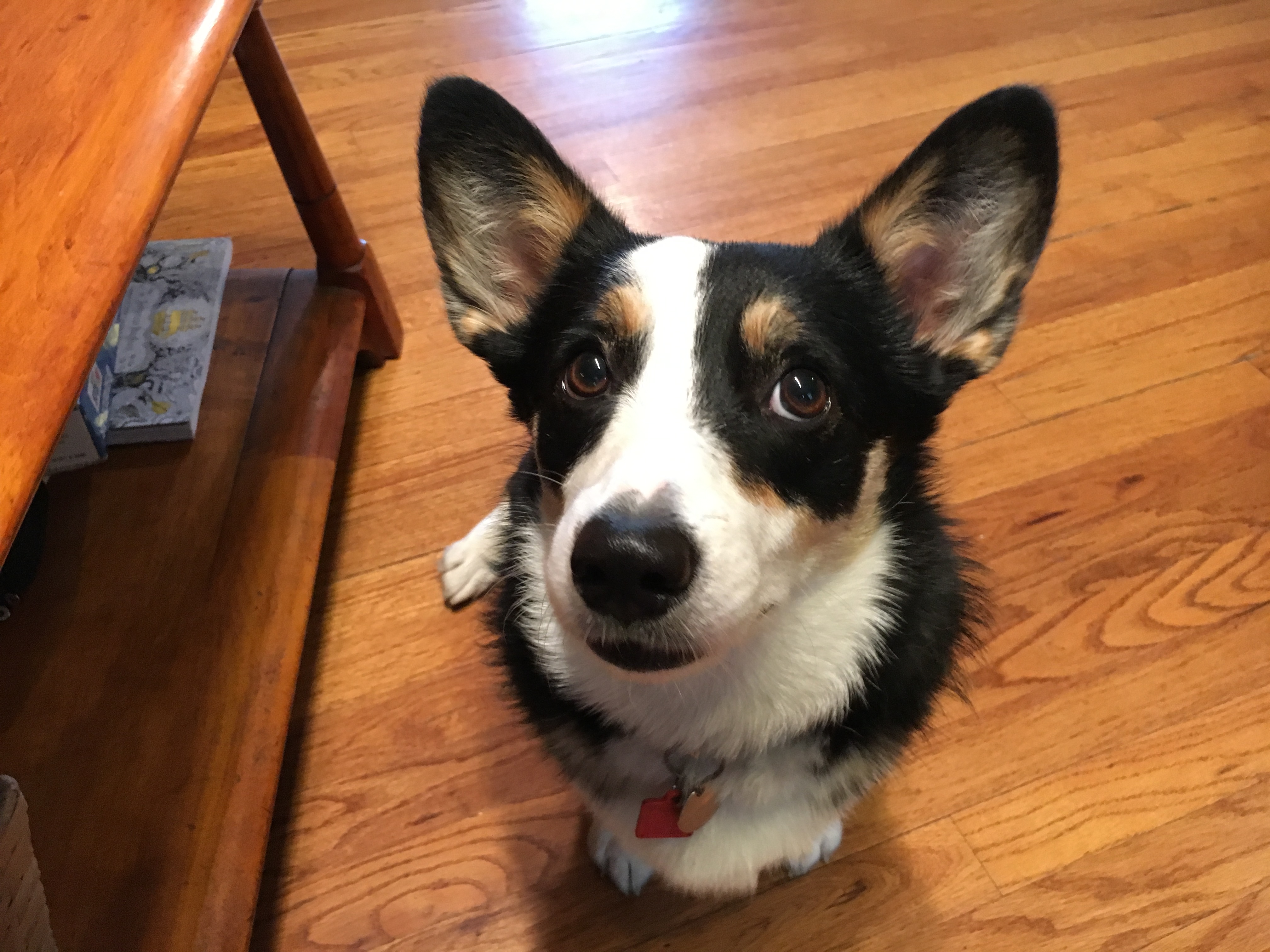 Are Female Aggressive