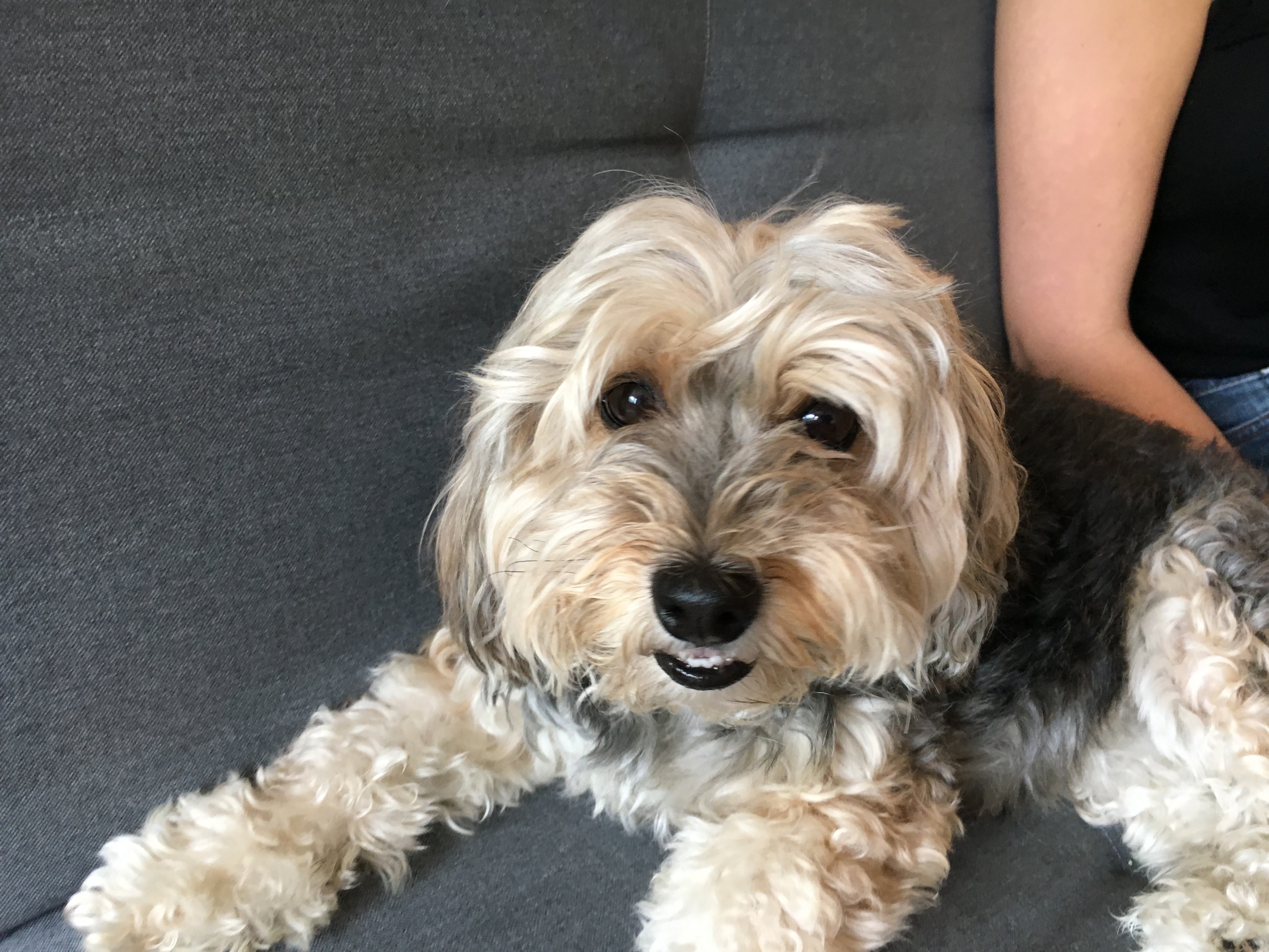 Is A Yorkie Poo A Good Dog