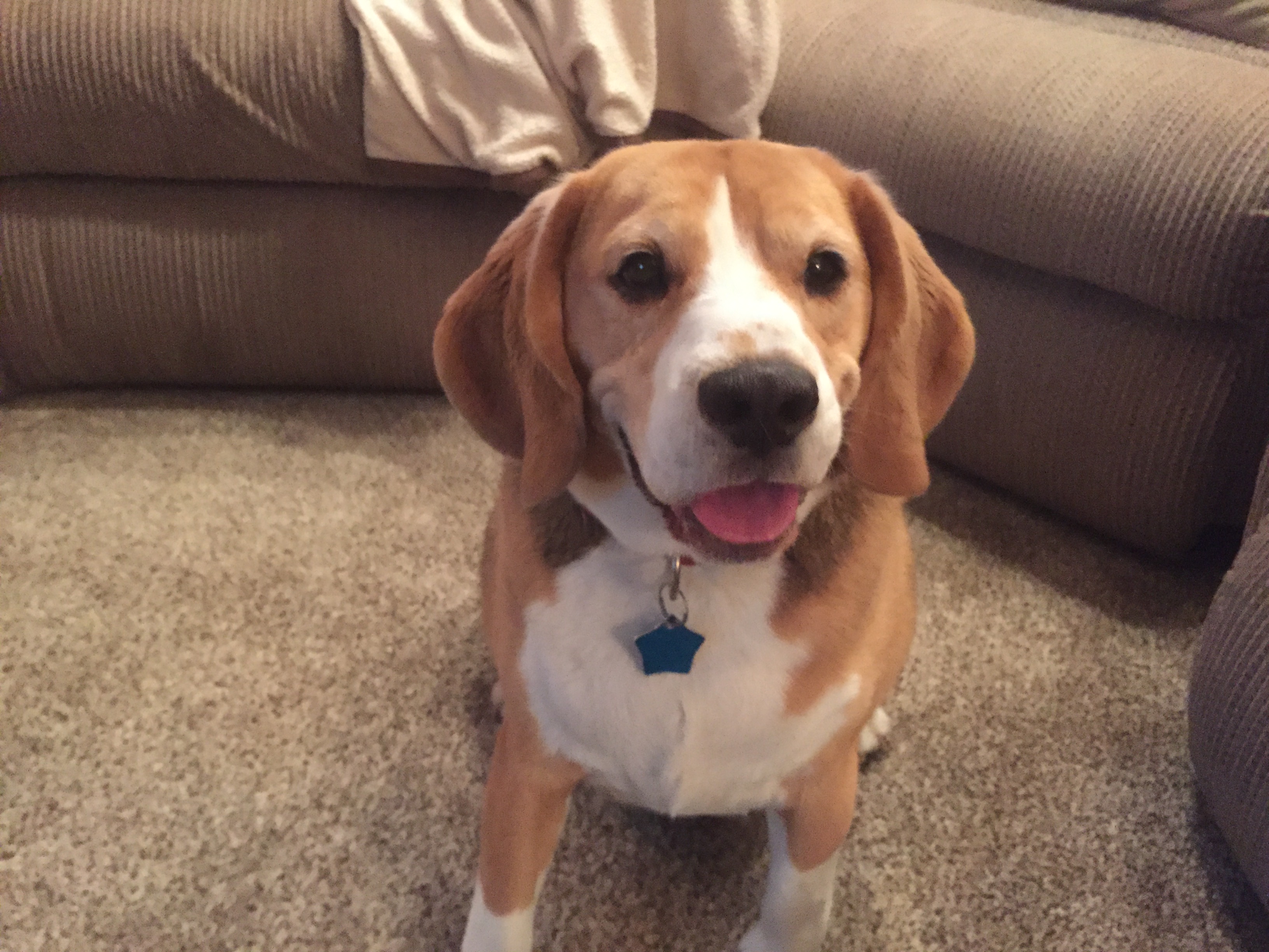 How to Use Counterconditioning to Stop a Beagle from