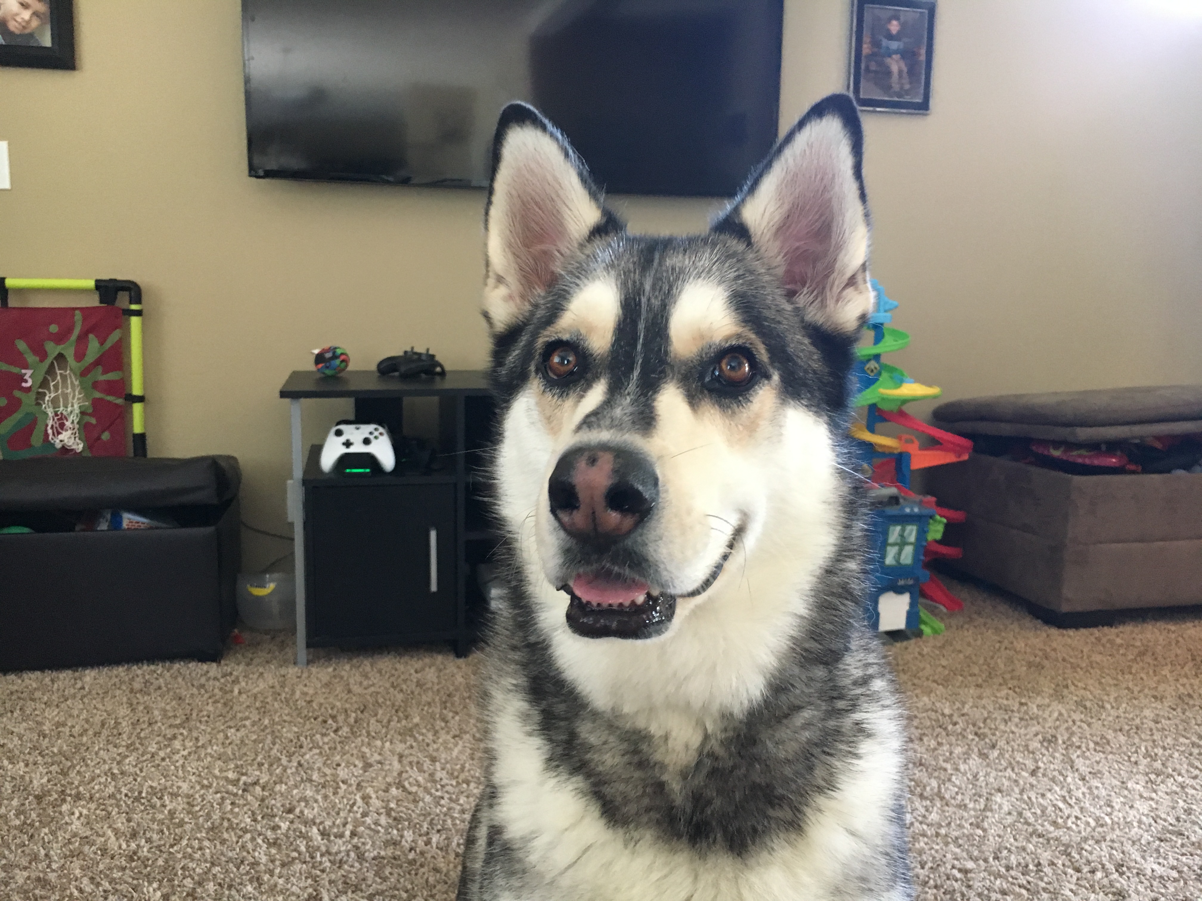 What Was The First Ever Dog