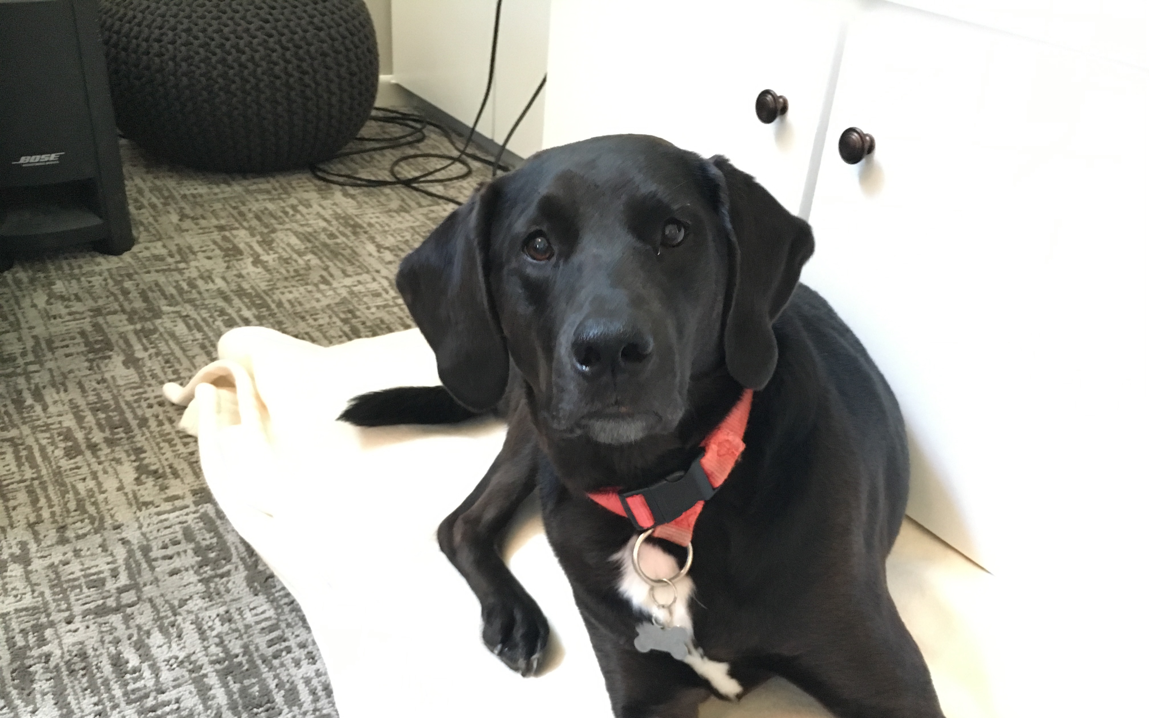 Bluetick Coonhound Black Lab Mix