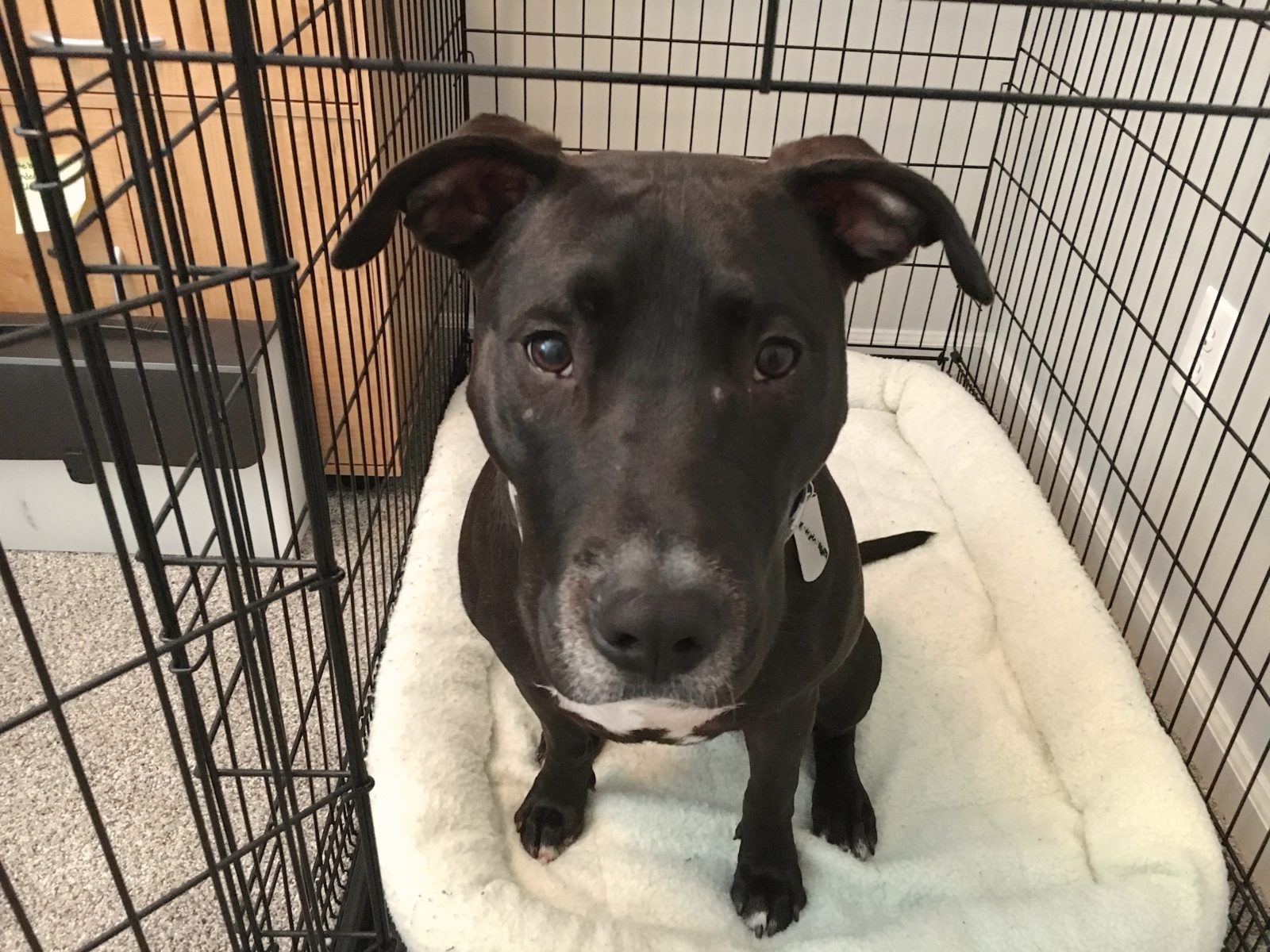 Crate Training and Tips to Help a Lab Pit Mix Stop Chasing the Cats