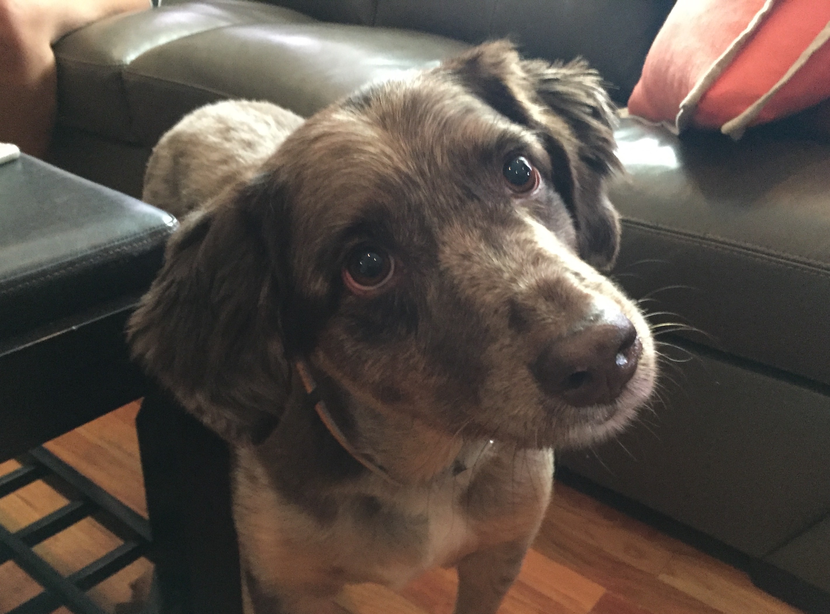 How To Train Australian Shepherd To Stop Barking