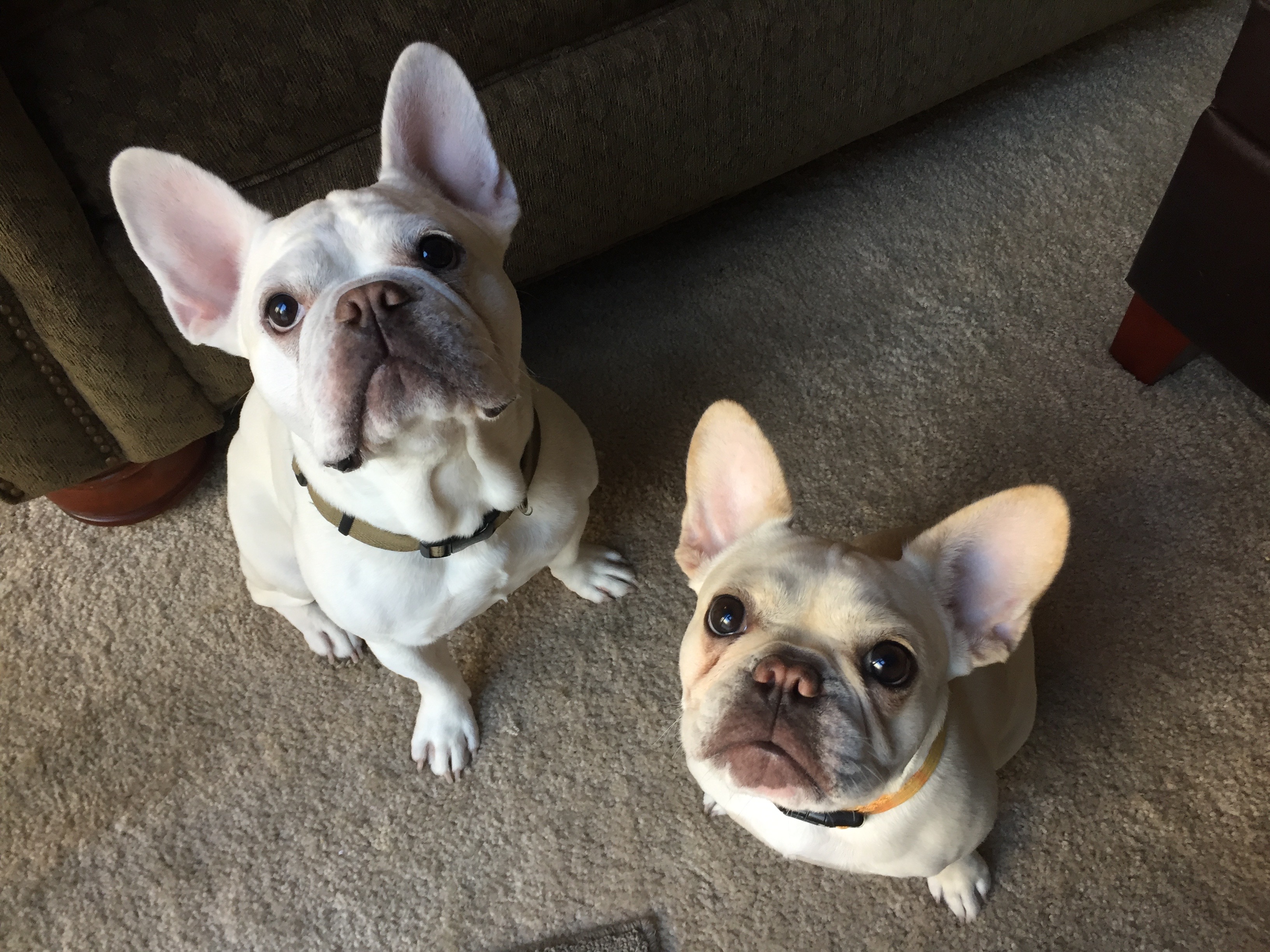 Are French Bulldogs Apartment Dogs