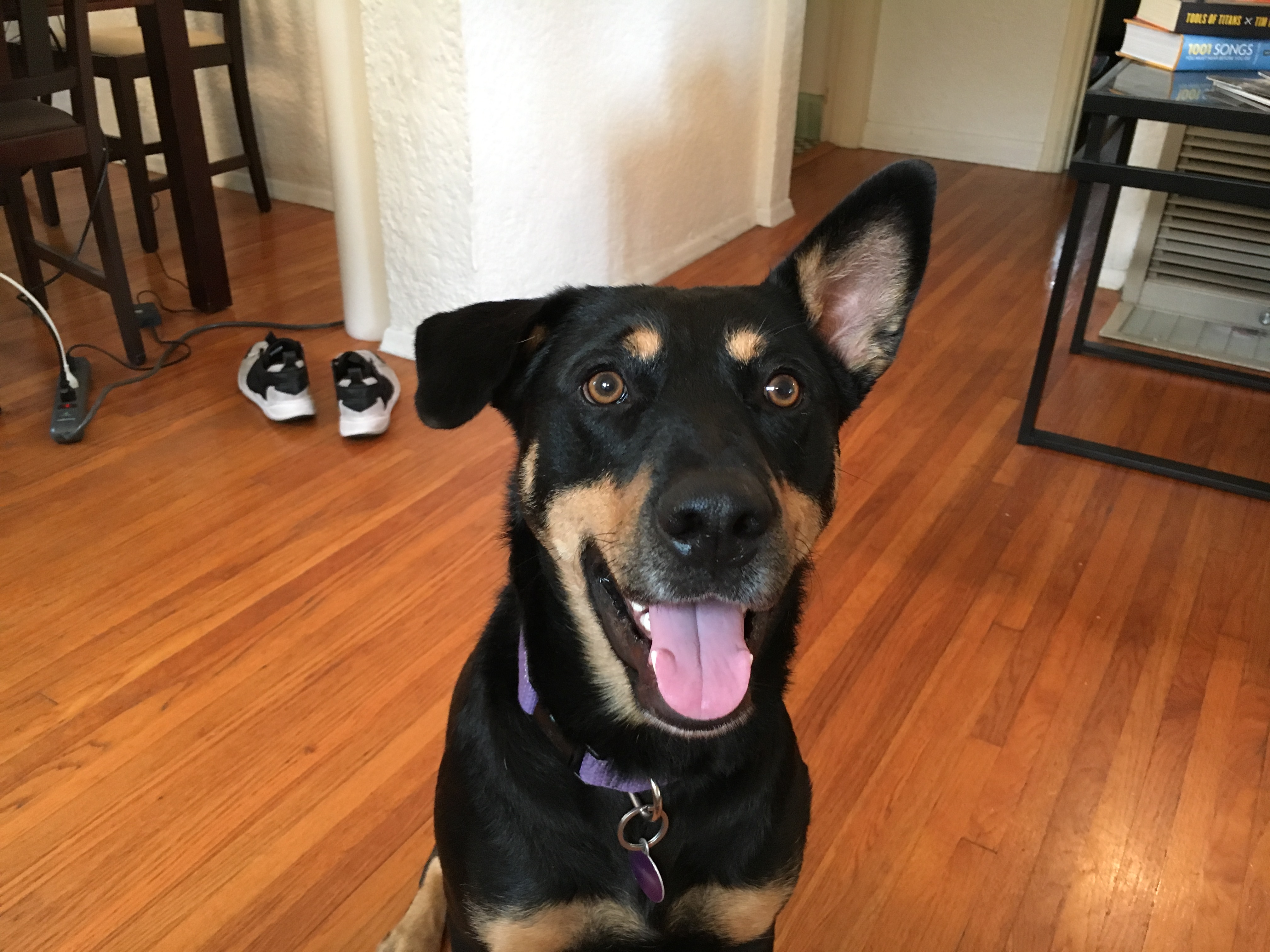 Training a Santa Monica Dog to Behave at the Door and Stop Hating the