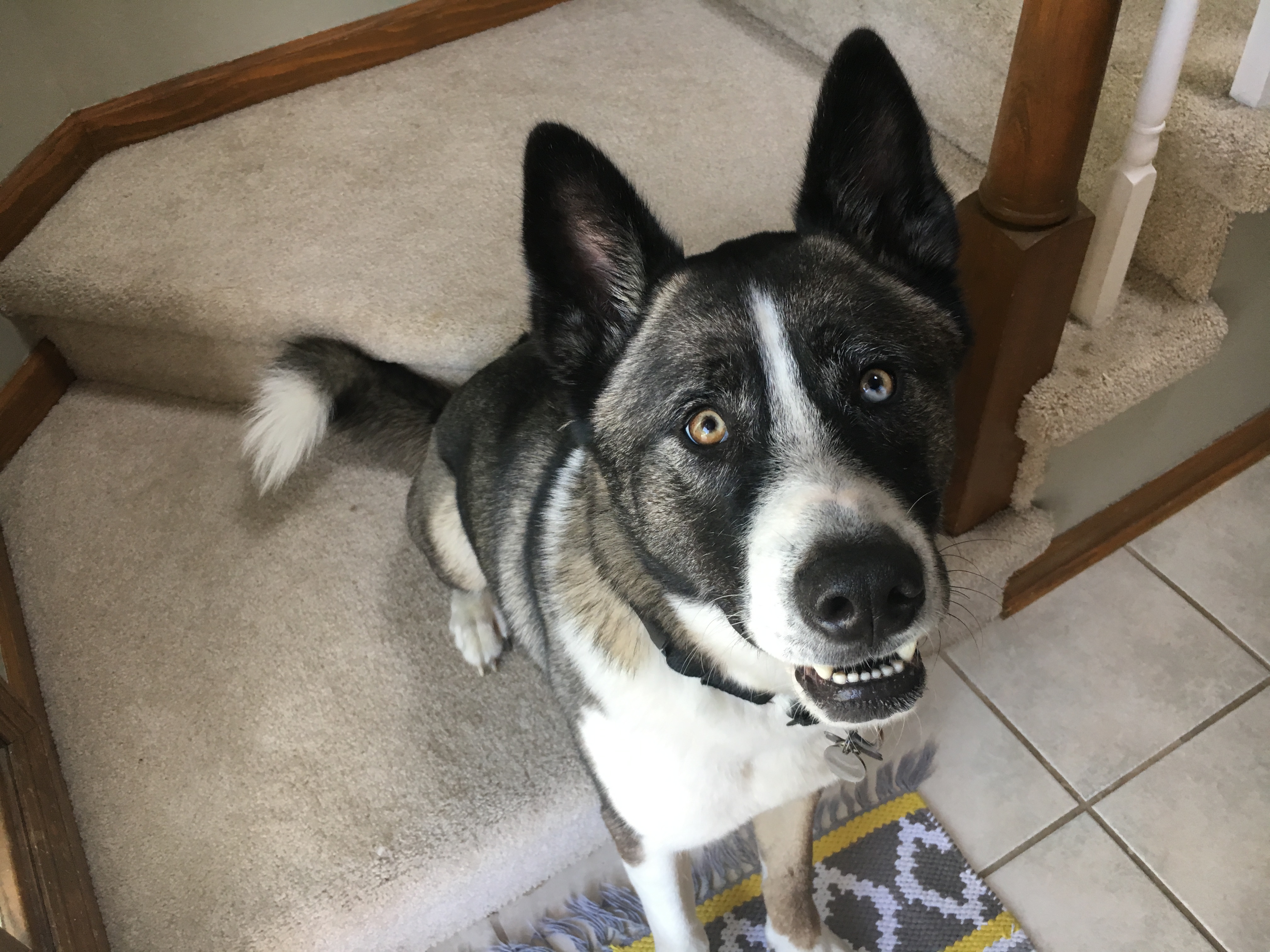 Training a Husky Mix to Stay to Help Stop His Separation Anxiety Dog