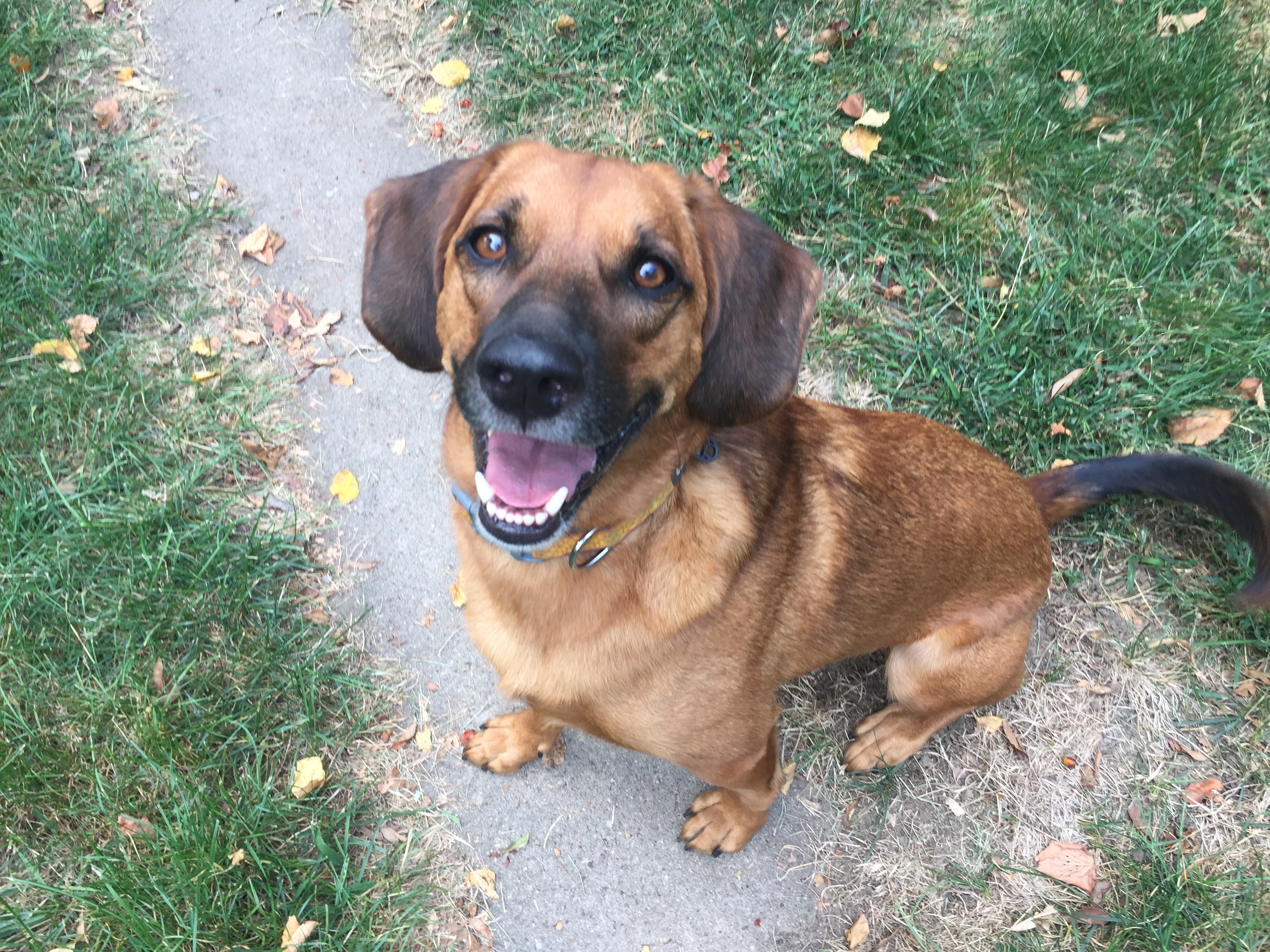 Why Do Dogs Bark At The Ups Truck