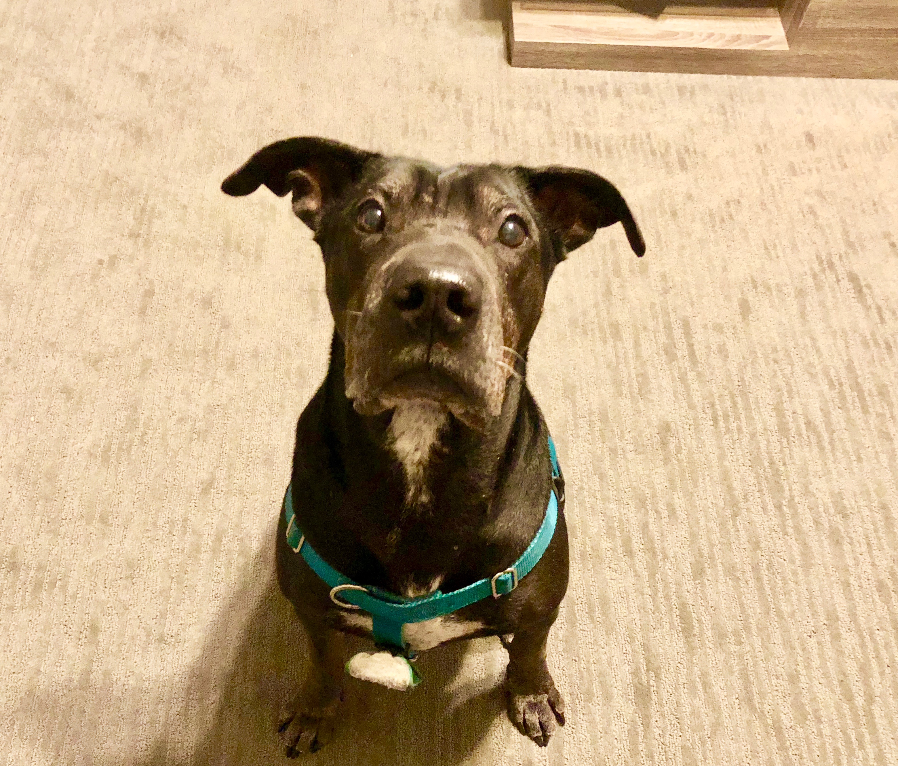 Training Tips to Keeping Your Dog Safe from OffLeash Dogs Dog Gone