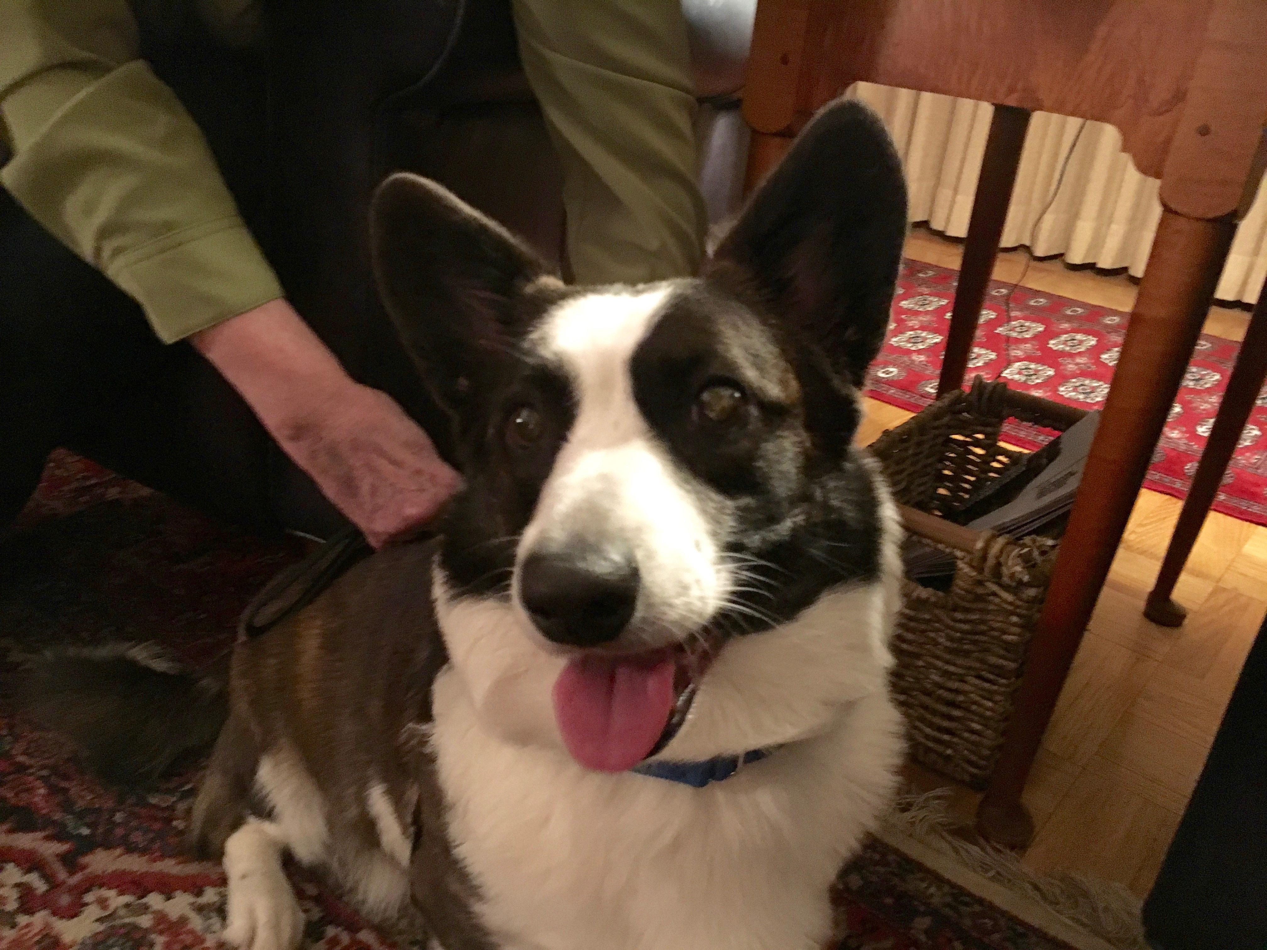 CER Training Effective Ways to Help an Anxious Dog Dog Gone Problems