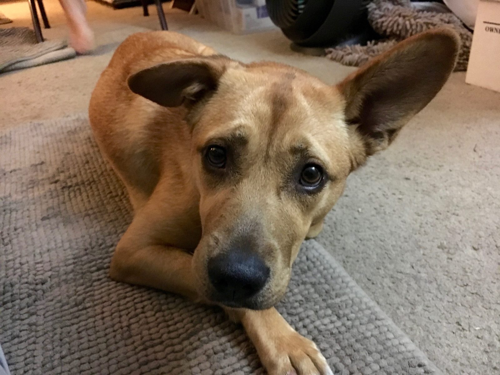 Crate Training to Help a Los Angeles Dog with Separation