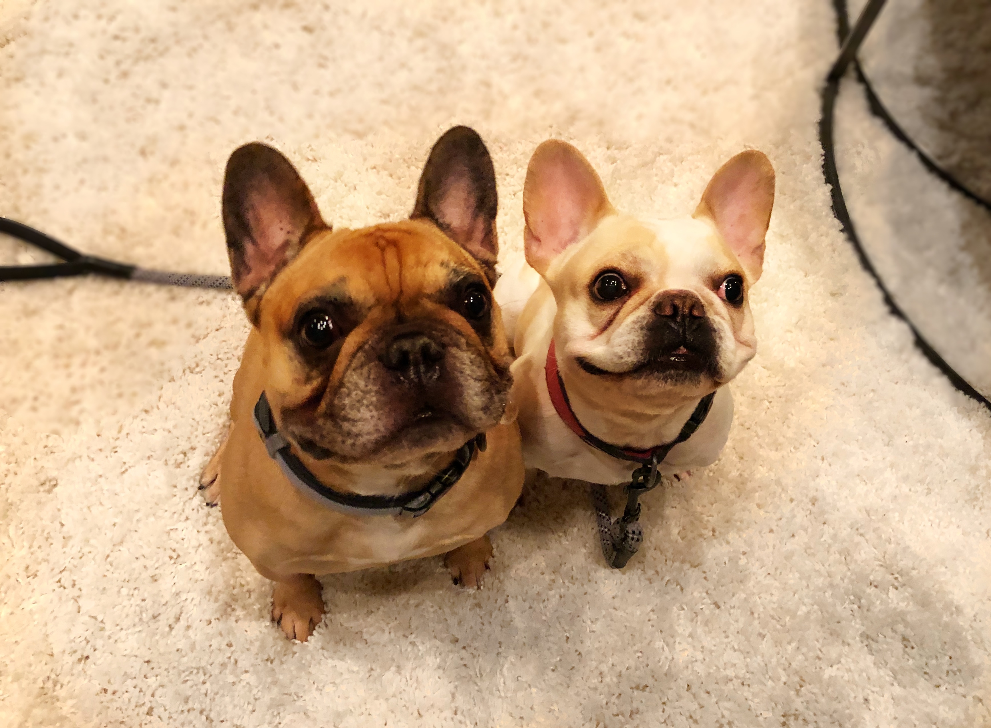 How to Train a French Bulldog to Stop Guarding Her Crate Dog Gone Problems