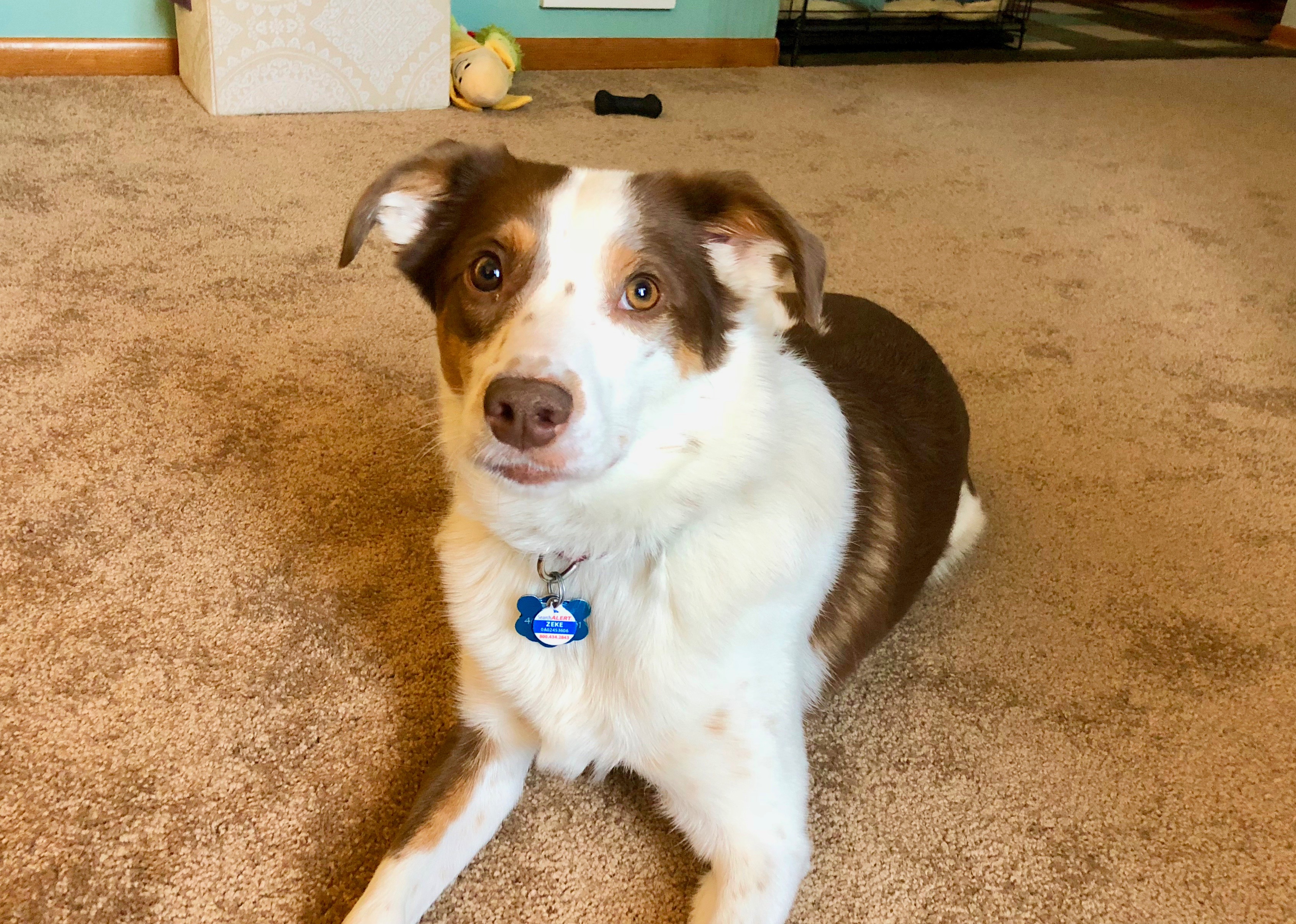 Tips to Stop Your Dog from Barking at the Vacuum Dog Gone Problems