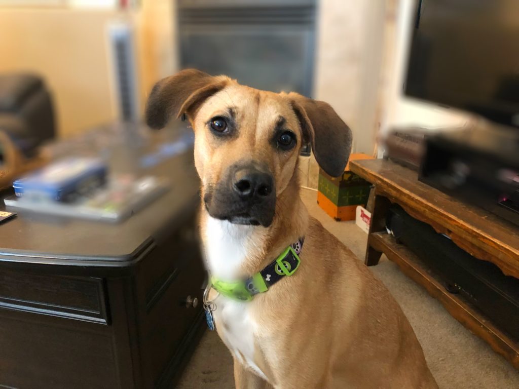 How to Train a Fearful Dog to Warm up to New People Dog Gone Problems