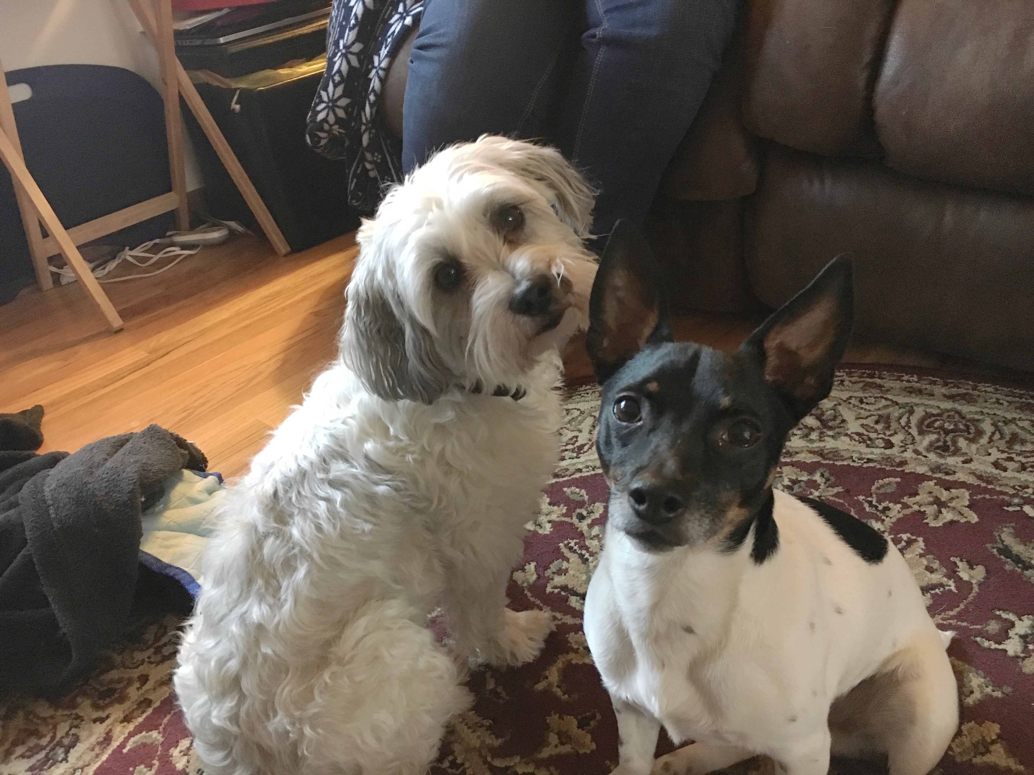 Are Rat Terrier Puppies Aggressive