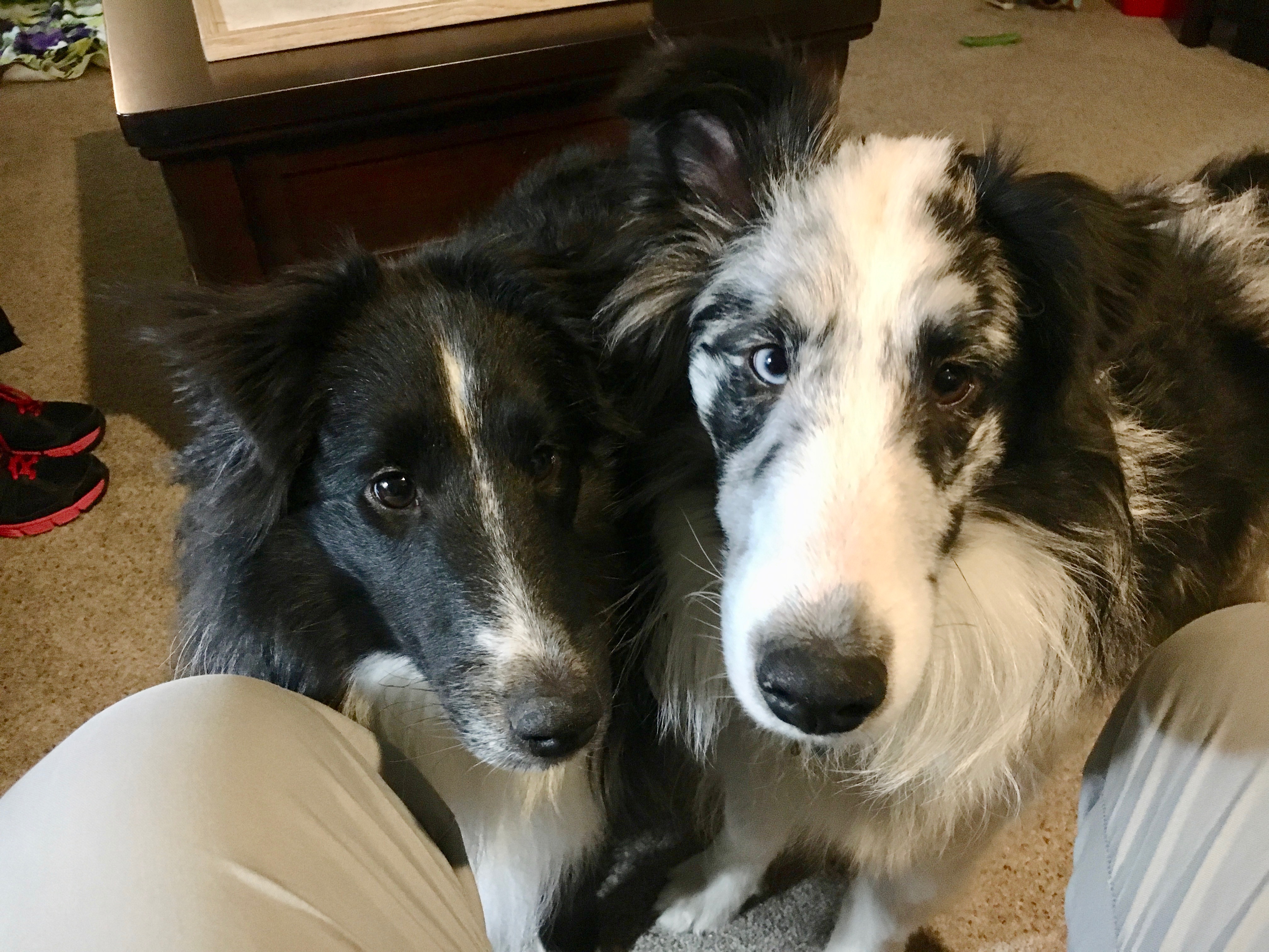 Do Dogs Like Being Touched