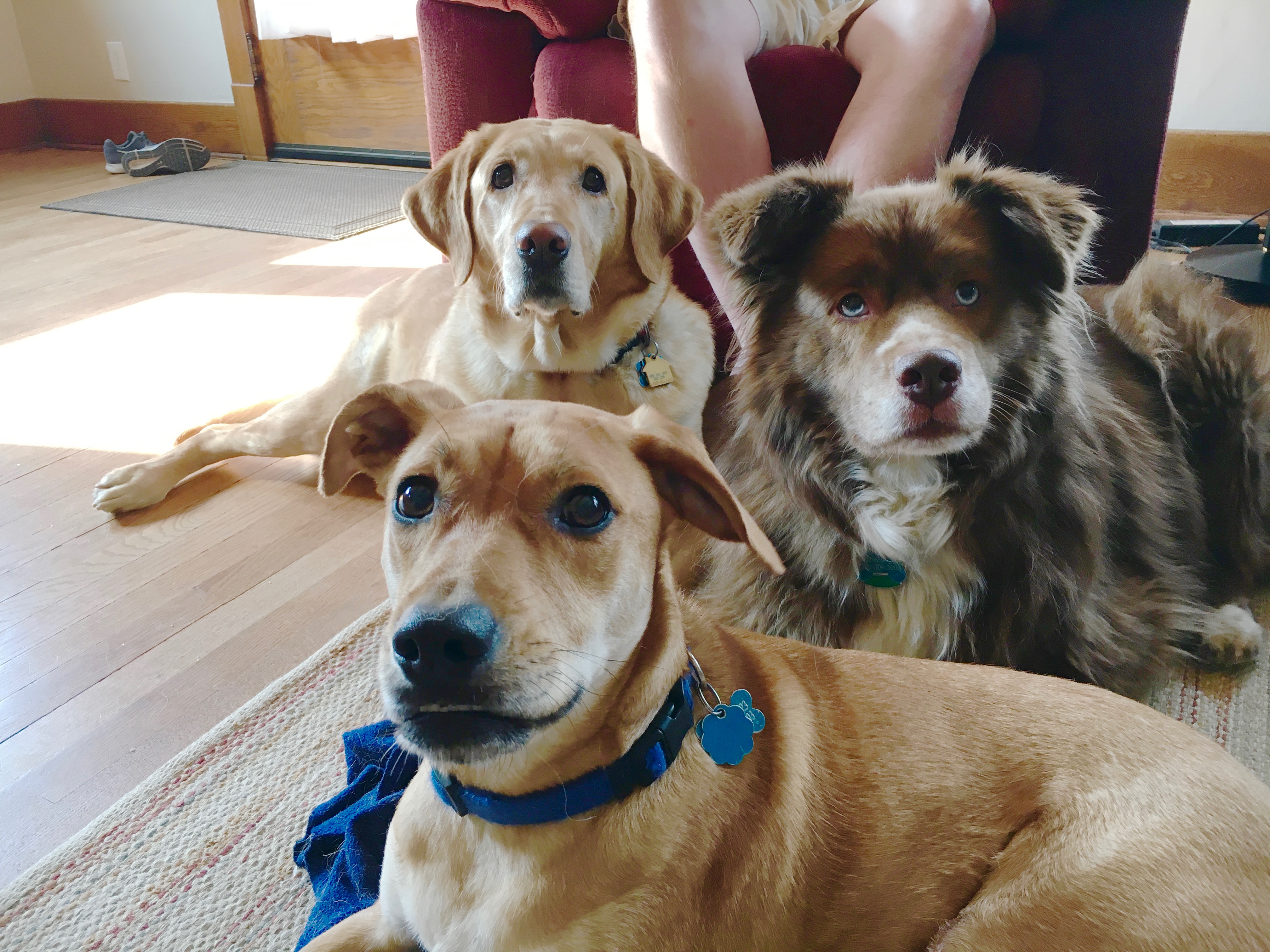 How To Train A Three Year Old Dog