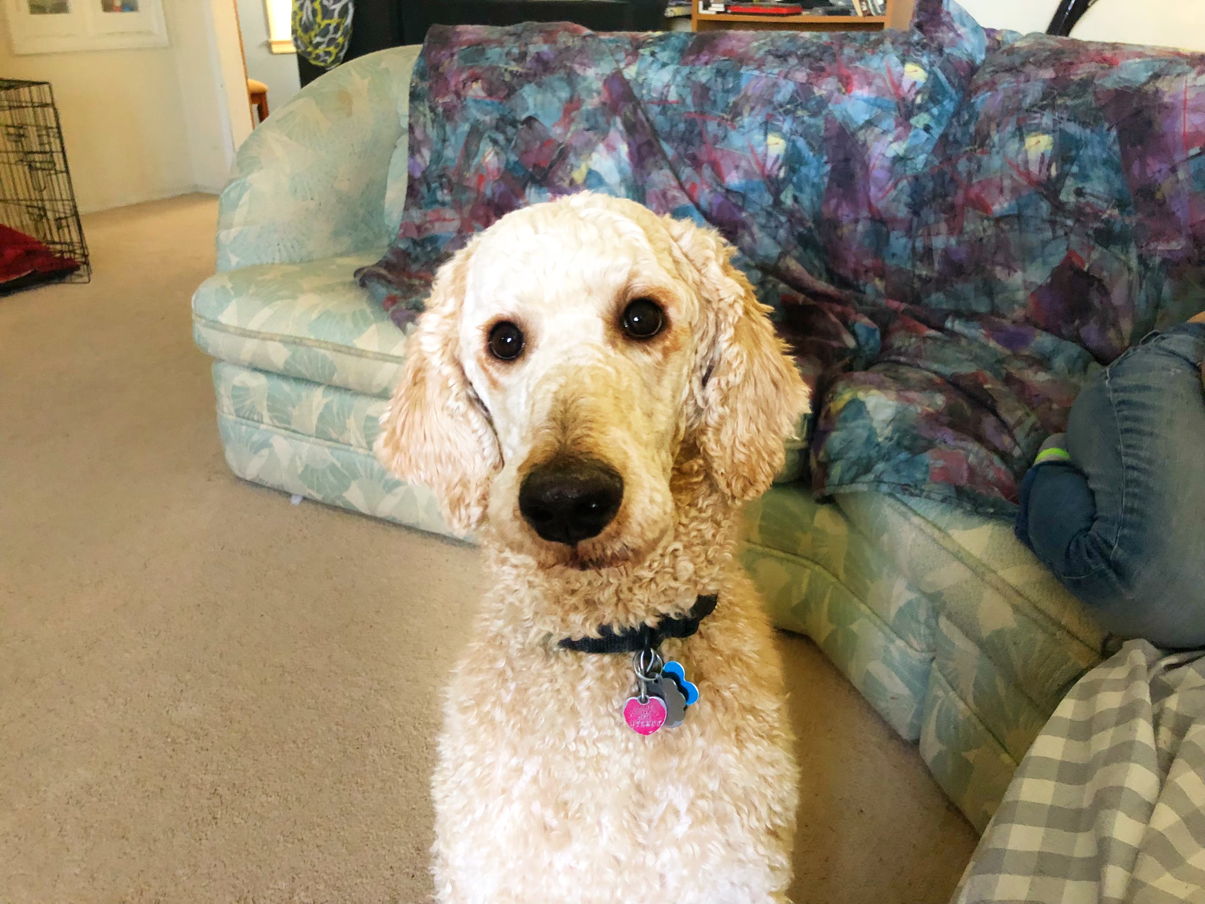 Tips on Normal Play Behavior During a Dog Behavior Assessment Dog Gone