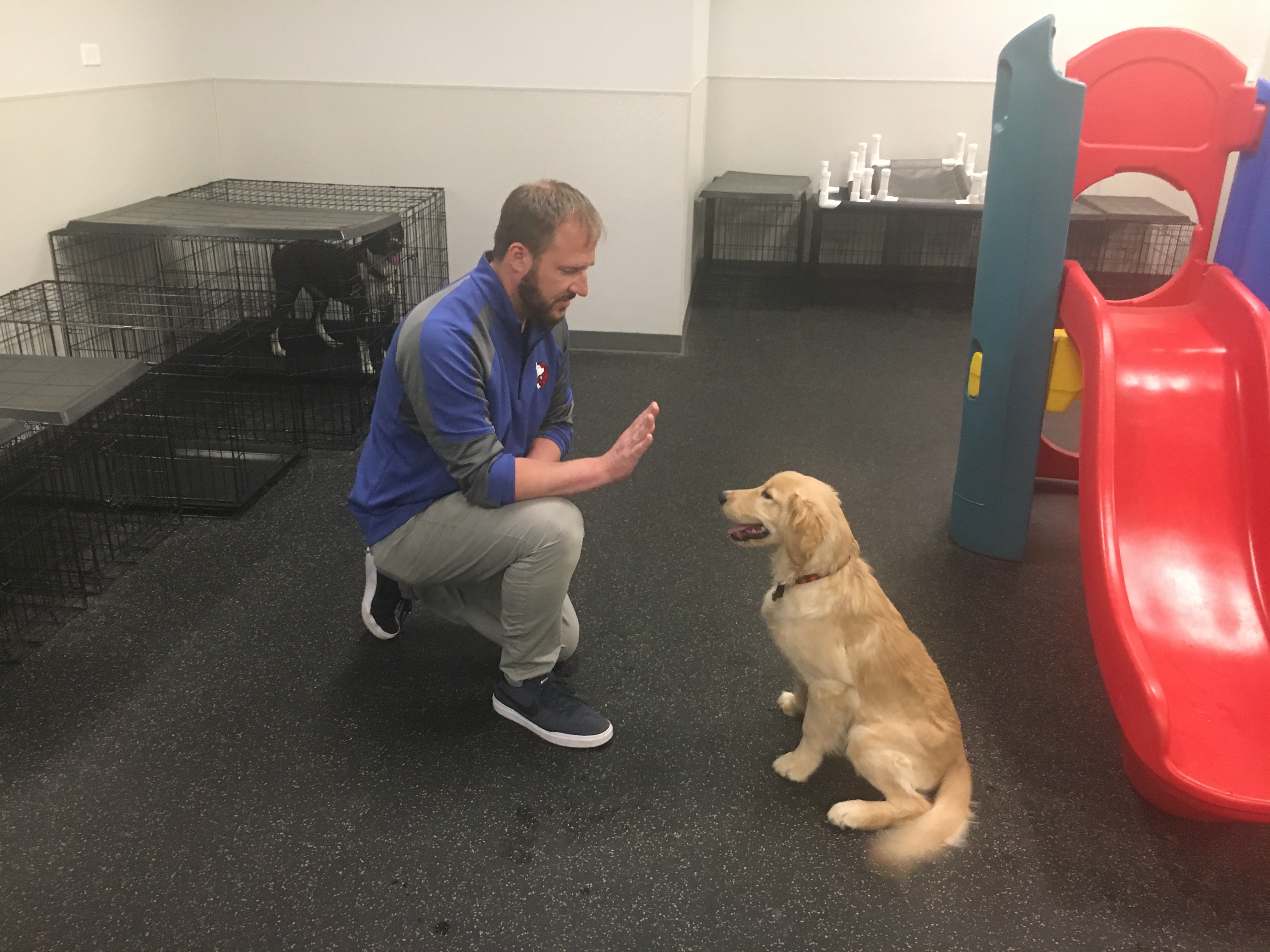 Dog Daycare Training Dog Gone Problems
