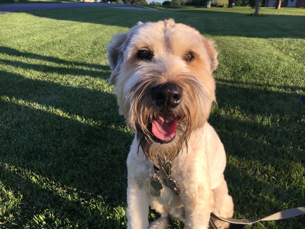 Teaching an Excited Wheaton Terrier to Stay to Help with Her Separation