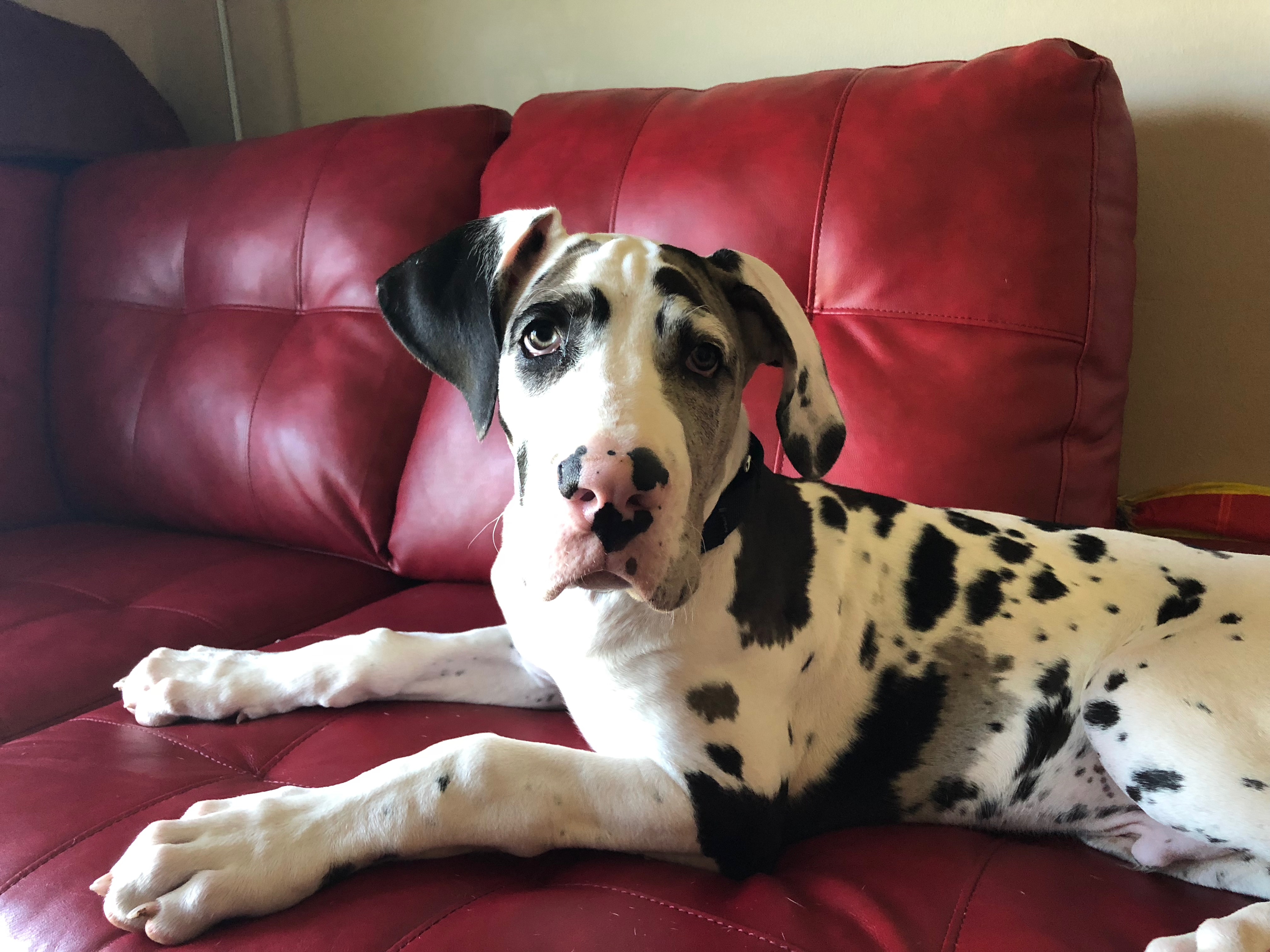 Are Great Danes Easy To Train