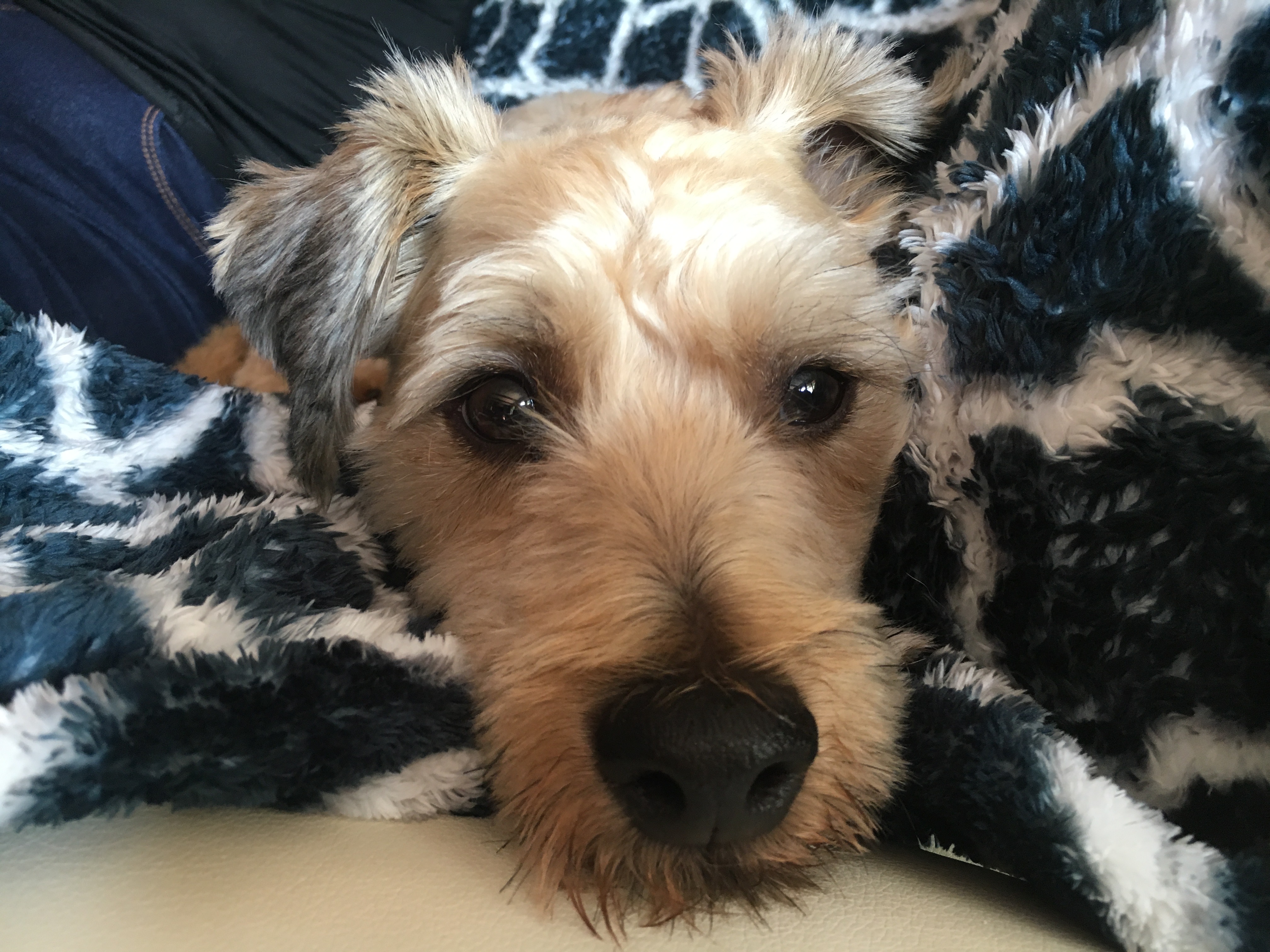 Do Tibetan Terriers Have Separation Anxiety