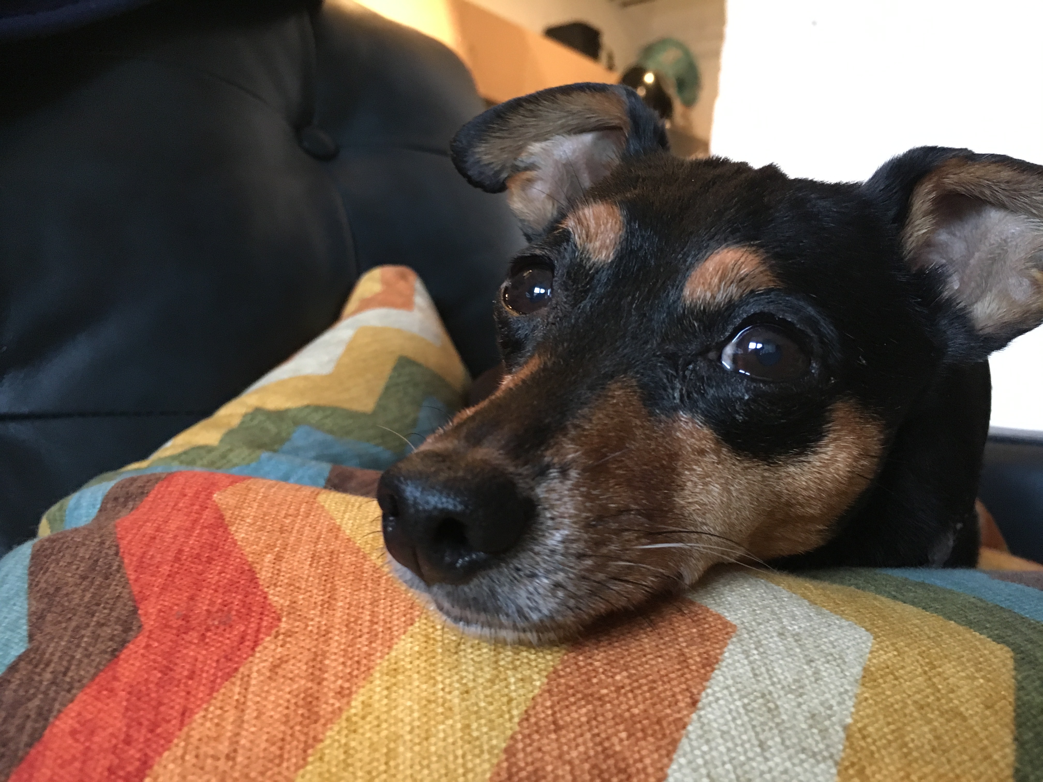 Min Pin Mix
