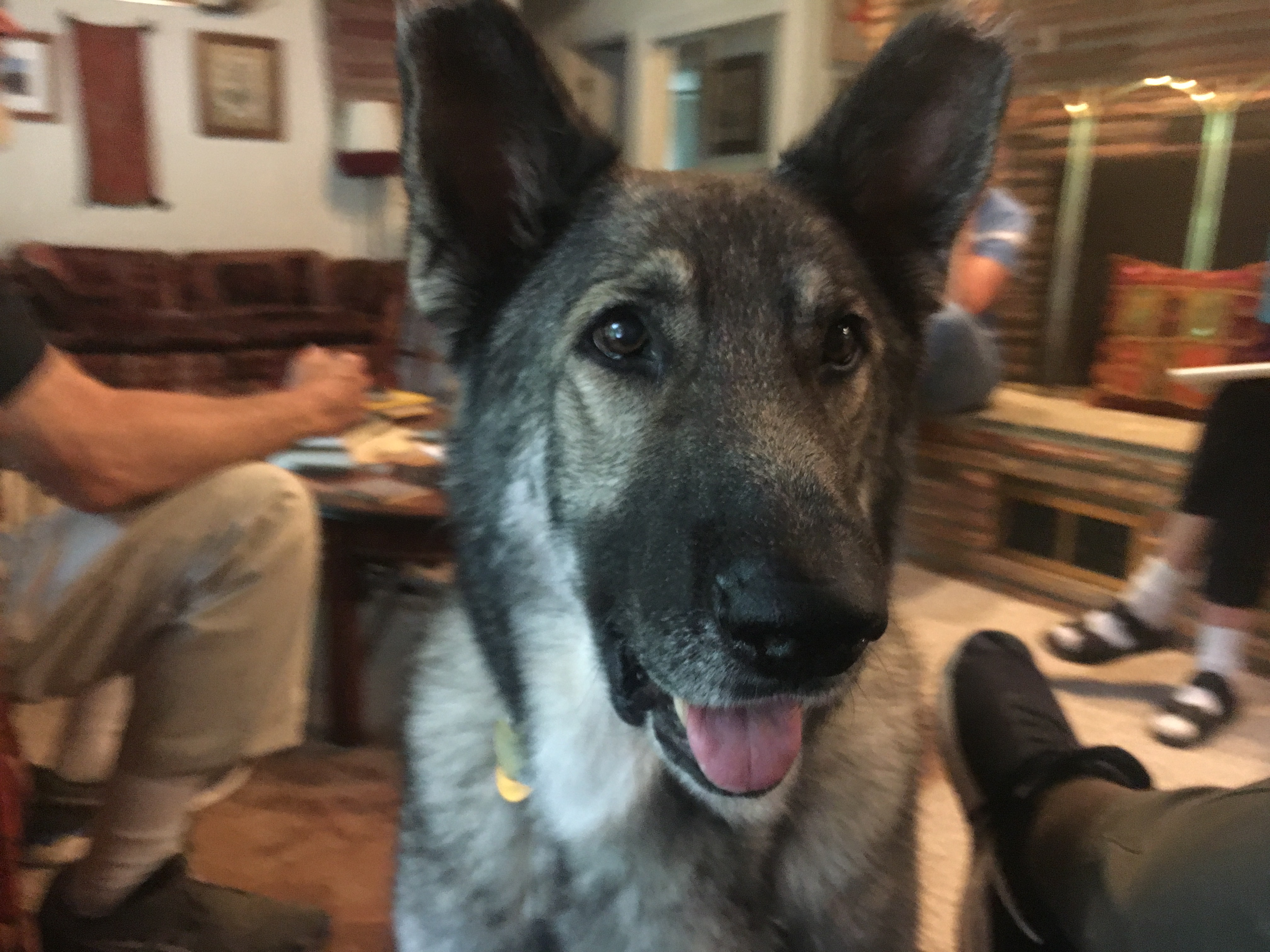 Helping a Puppy Mill Survivor Get Over a Case of Separation Anxiety