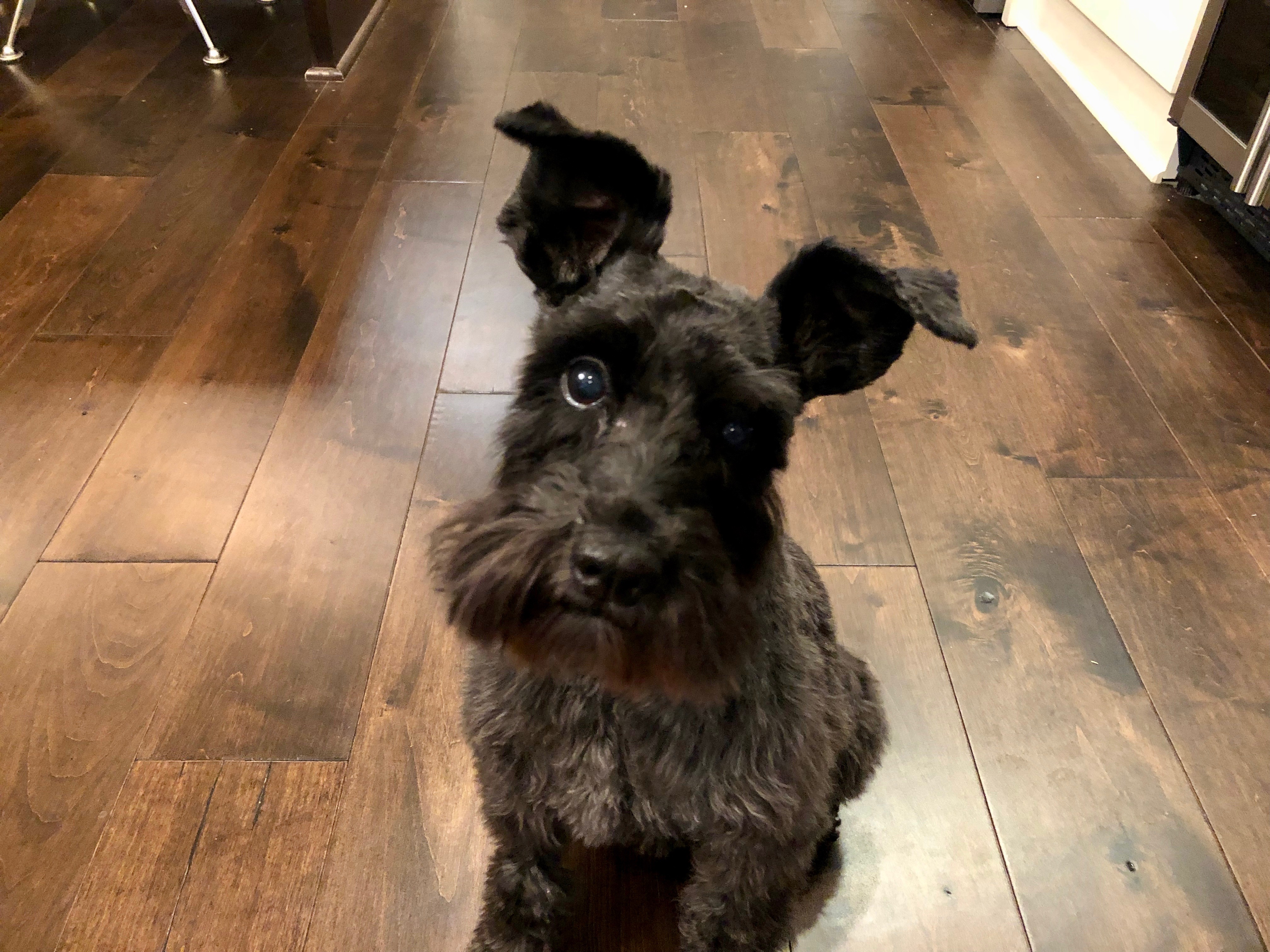 How To Train My Miniature Schnauzer Not To Bark