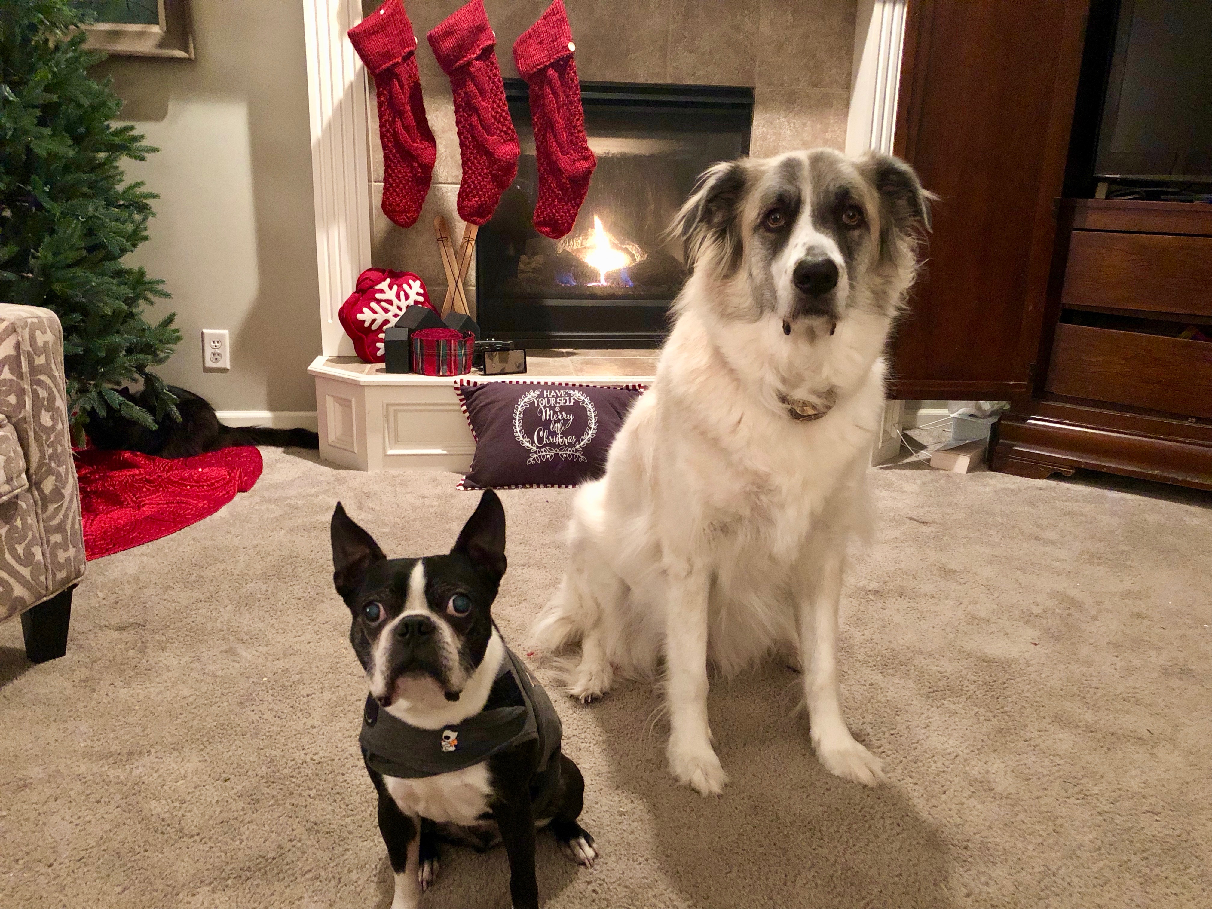 Great Training Tips to Help Two Older Dogs Get Along Dog Gone Problems