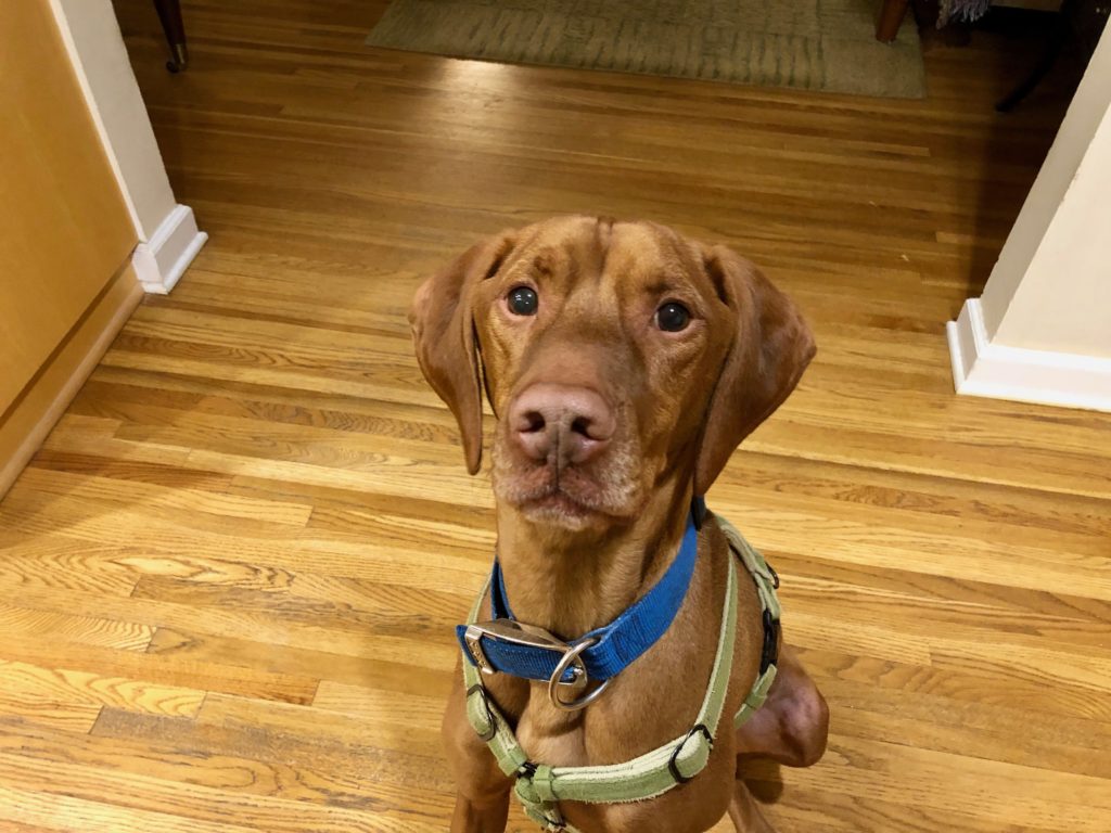 Training Two Dogs to Stop Jumping at the Door Dog Gone Problems