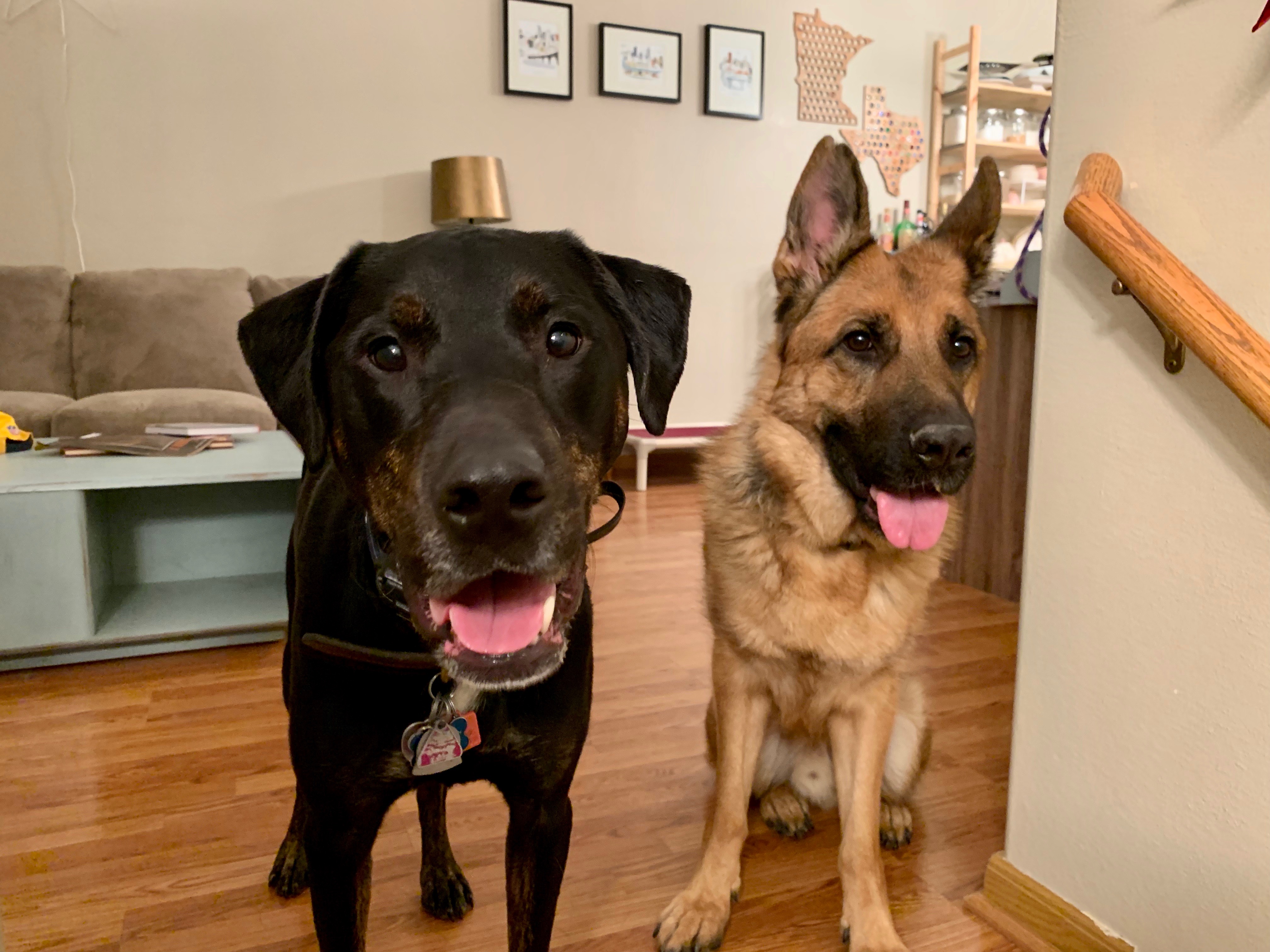 Can A 4 Year Old Dog Be Trained