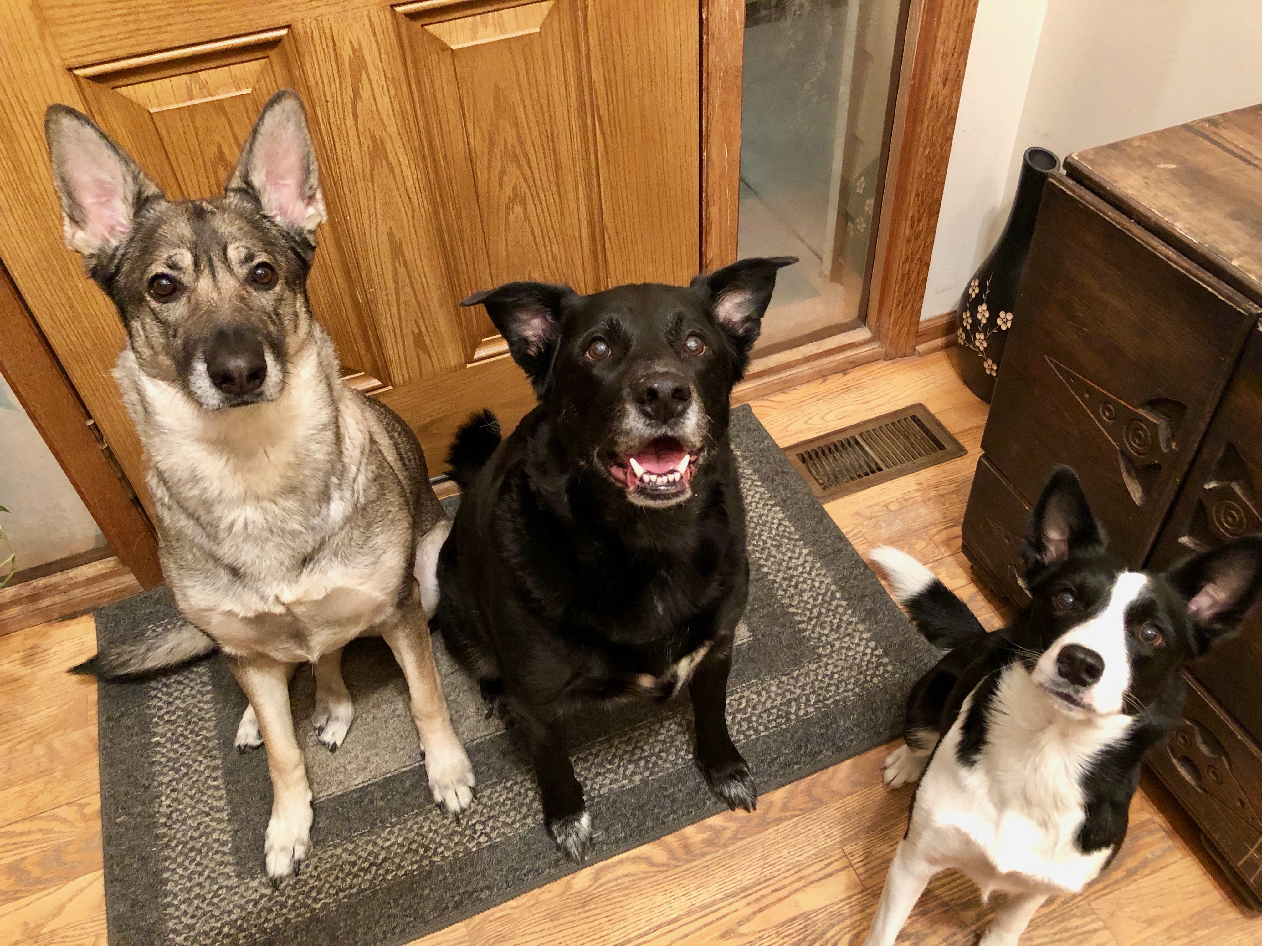 Training Three Dogs to Stop Barking at Guests When They