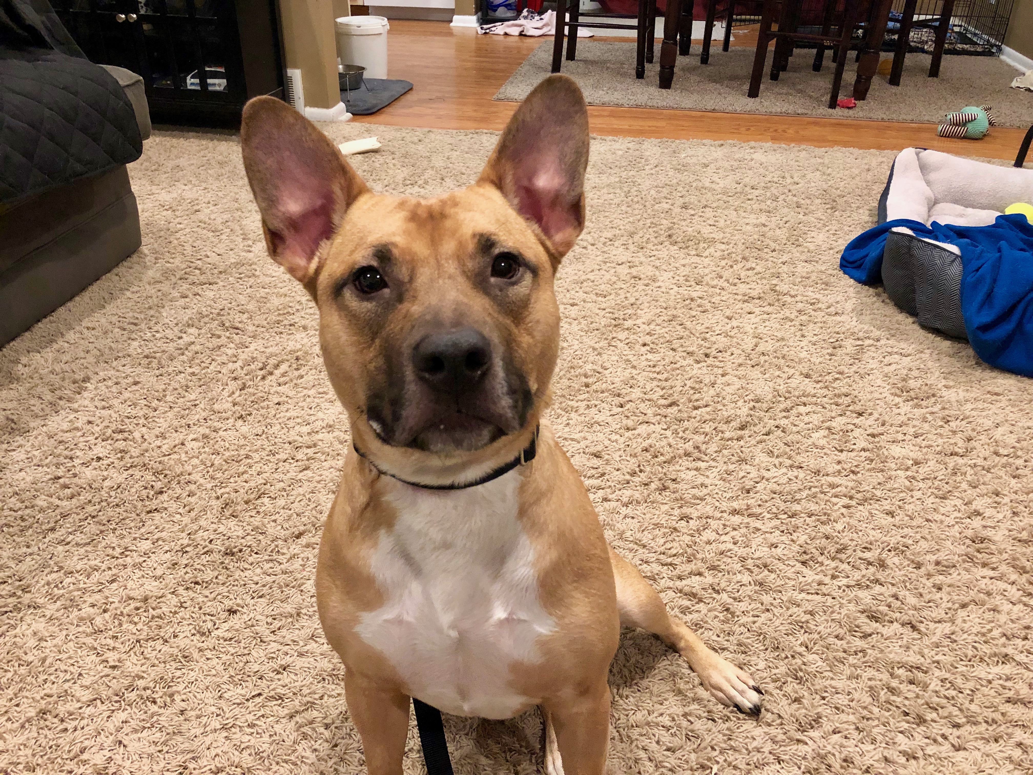 How Do I Get My Dog To Stop Biting Attention