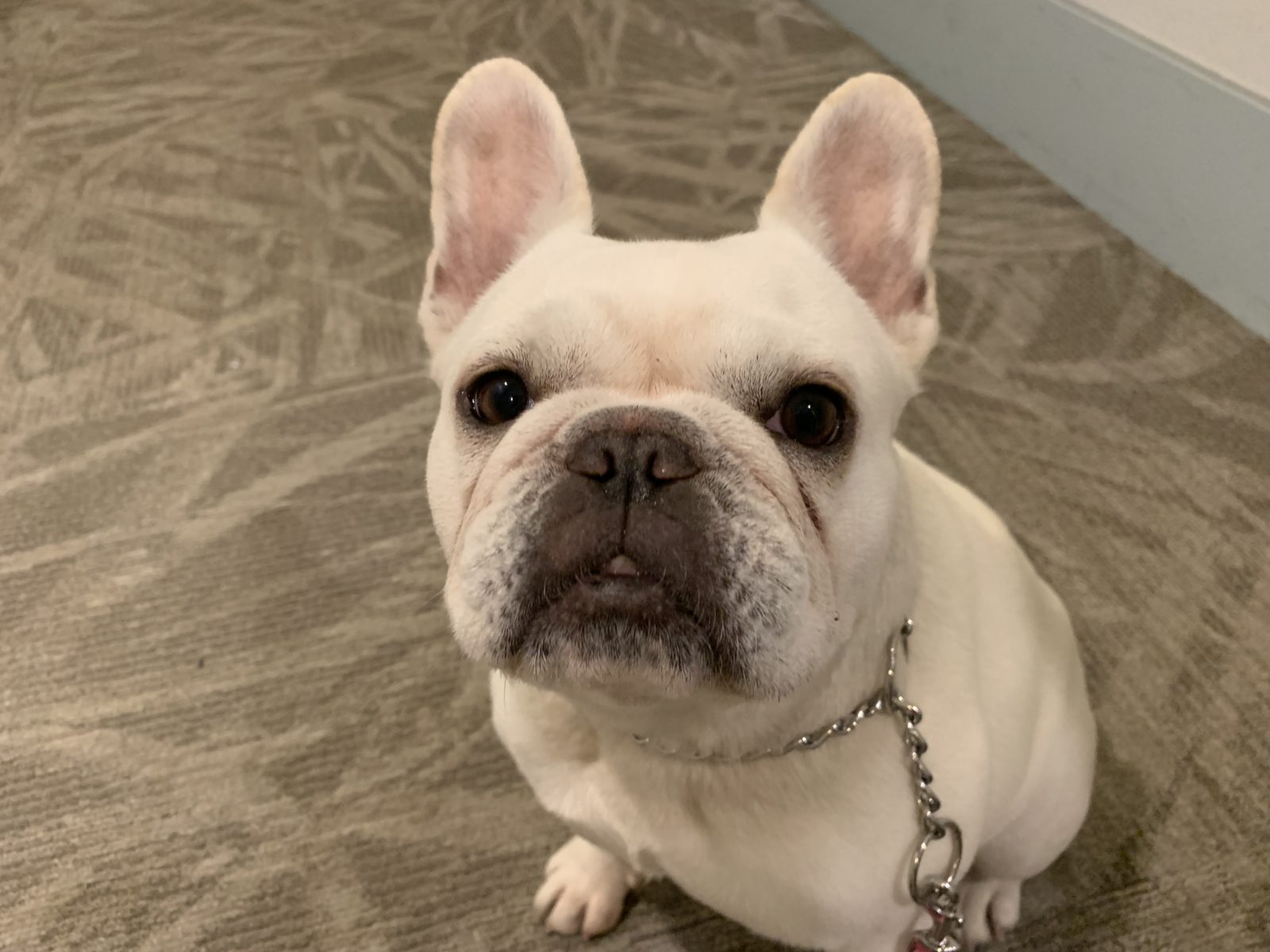 Teaching a Santa Monica French Bulldog to Focus on His Guardian Instead