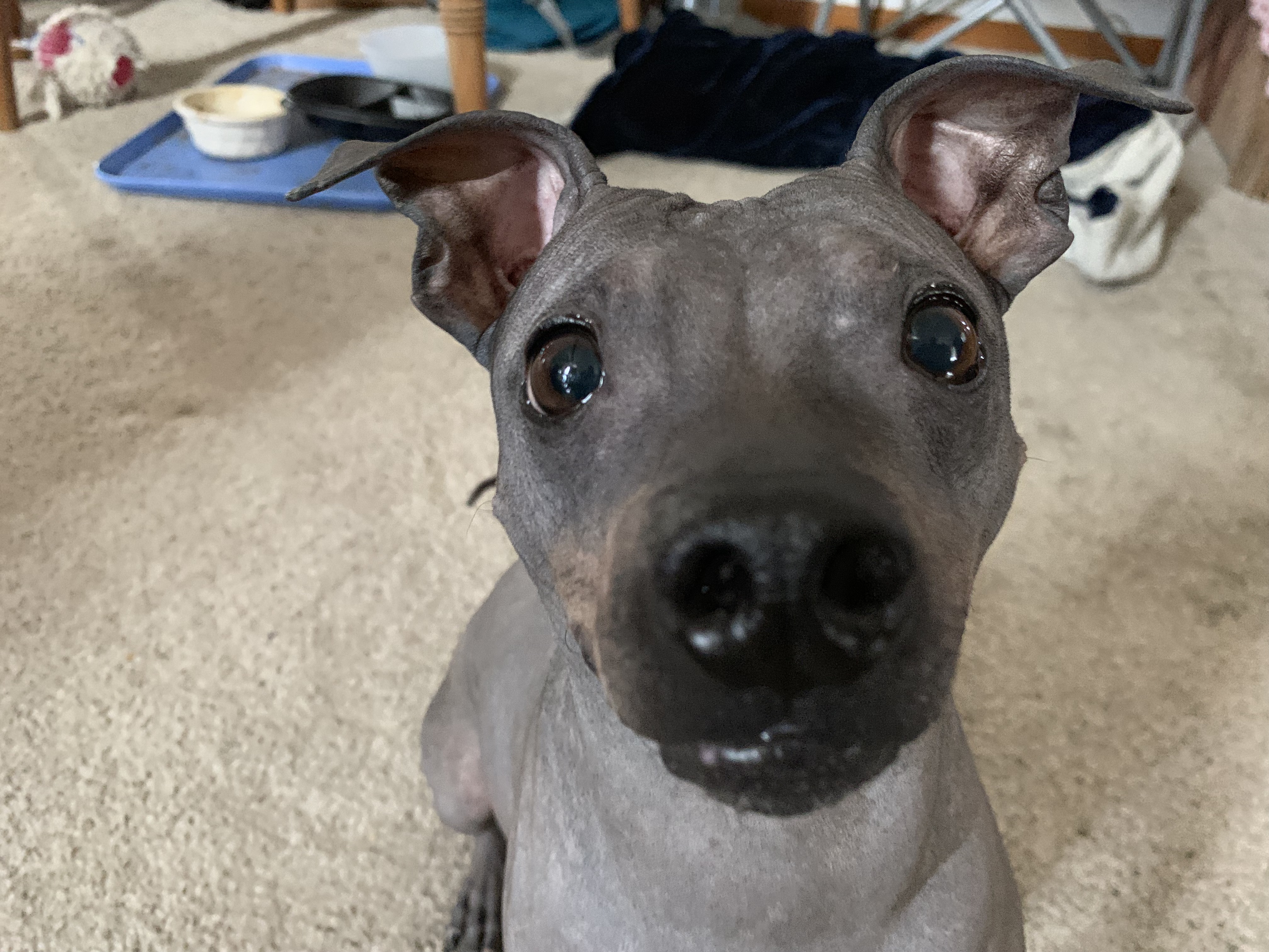 Can A 4 Year Old Dog Be Trained