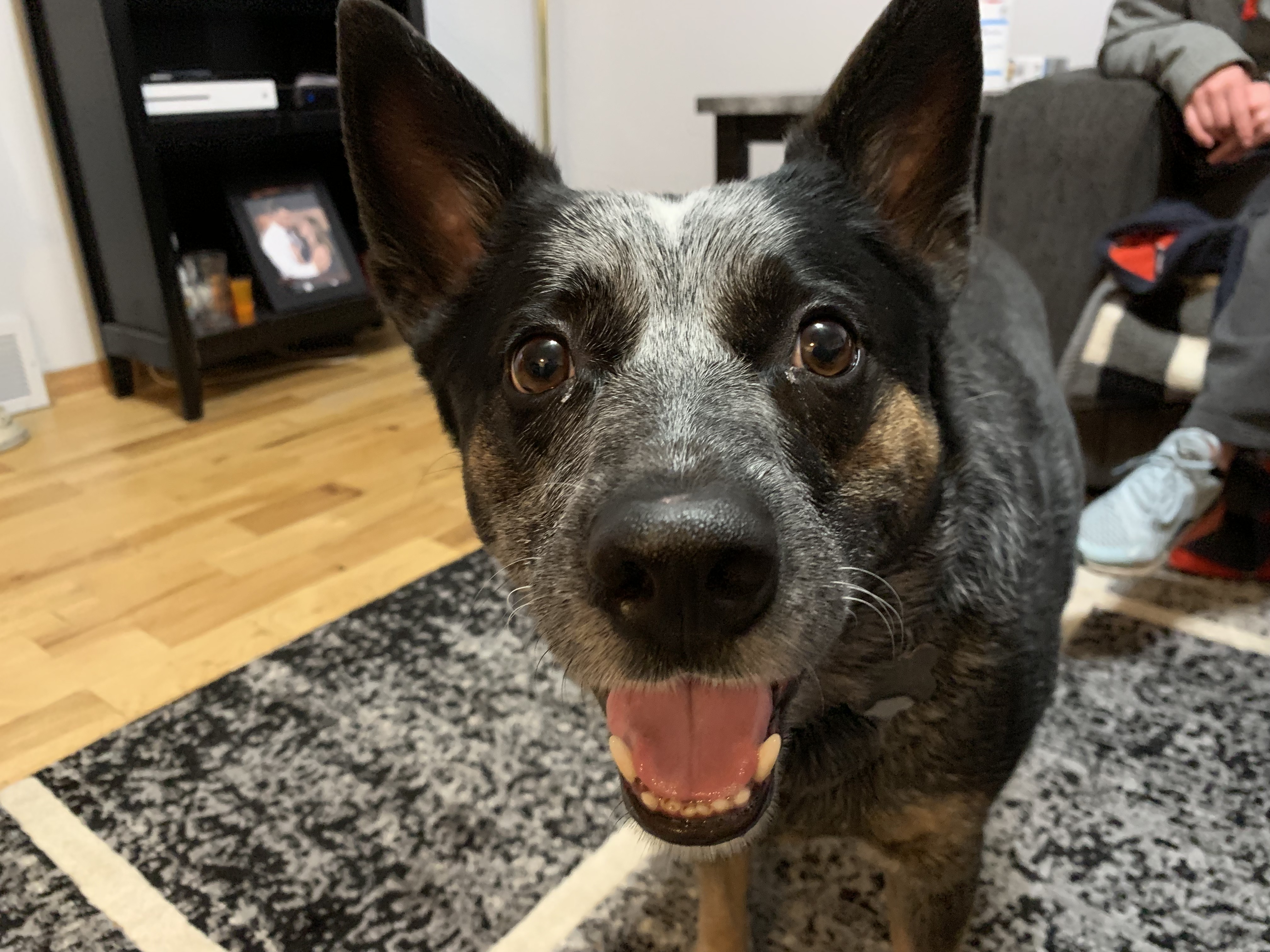 Increasing Exercise And Tips To Stop A Blue Heeler's Aggressive Behavior: Dog Gone Problems