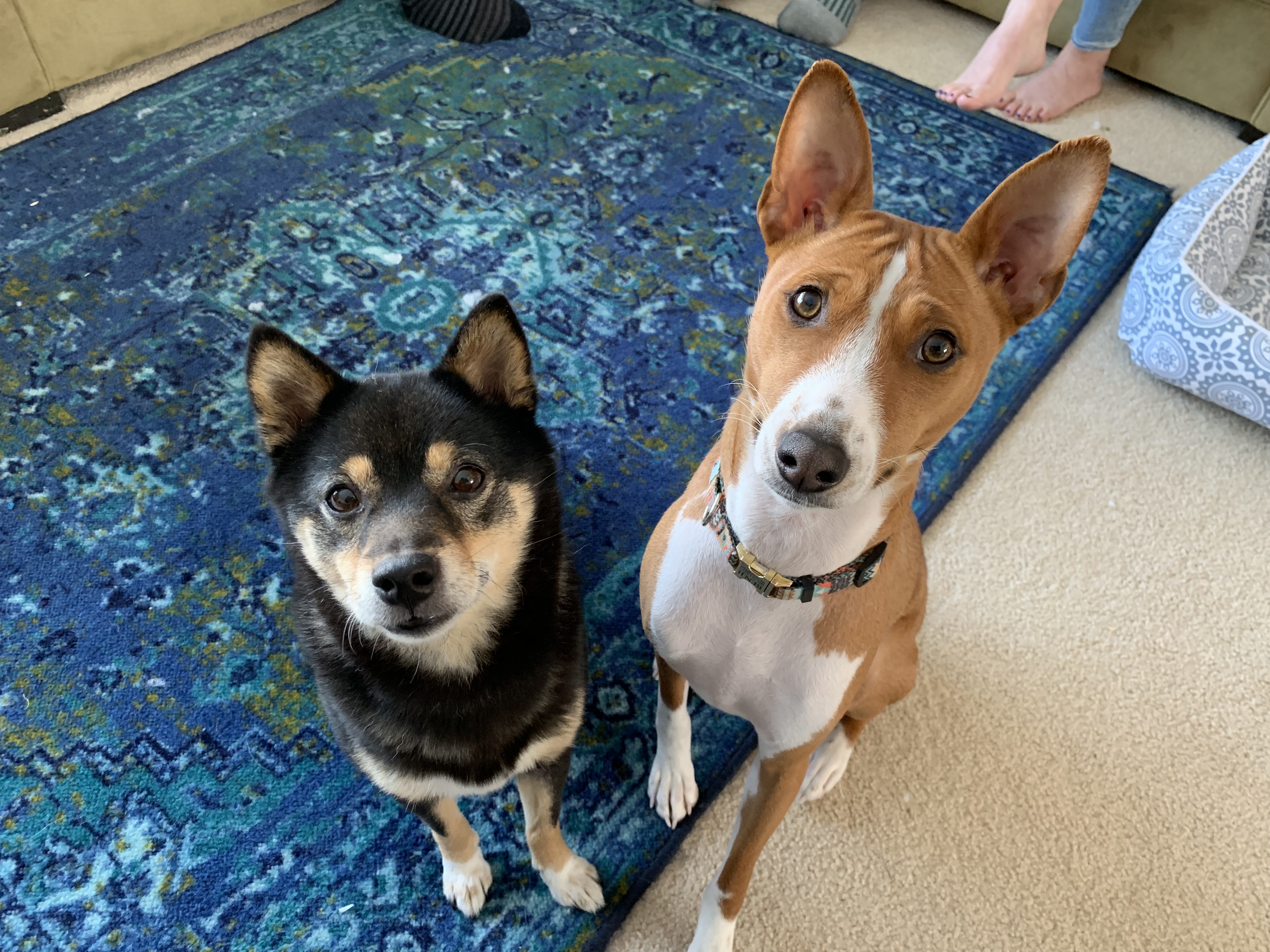 Positive Kennel Training Helps a Basenji Learn to Like the Kennel Dog