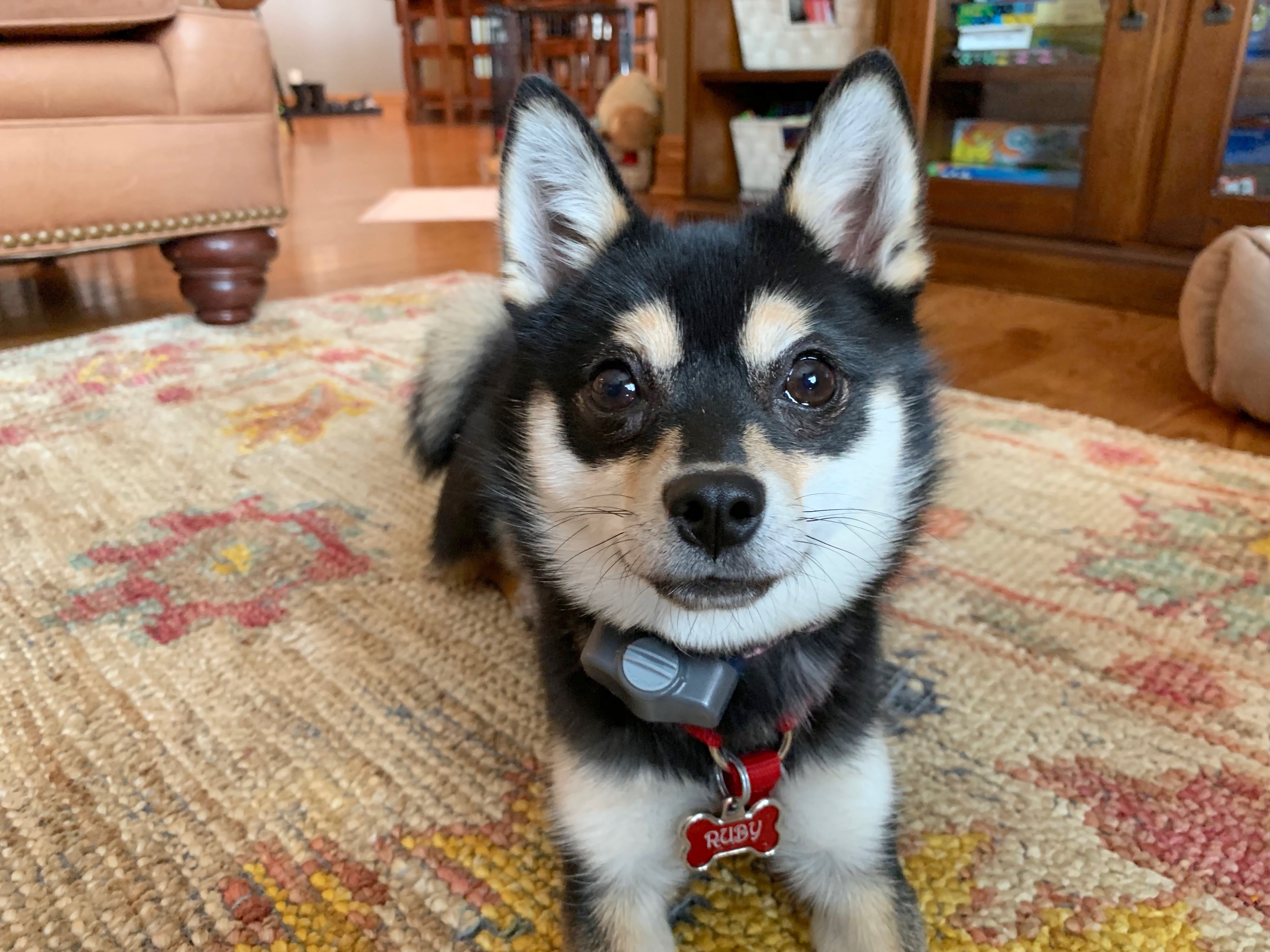 Using Classical Conditioning to Stop a Dog From Rushing Out the Door