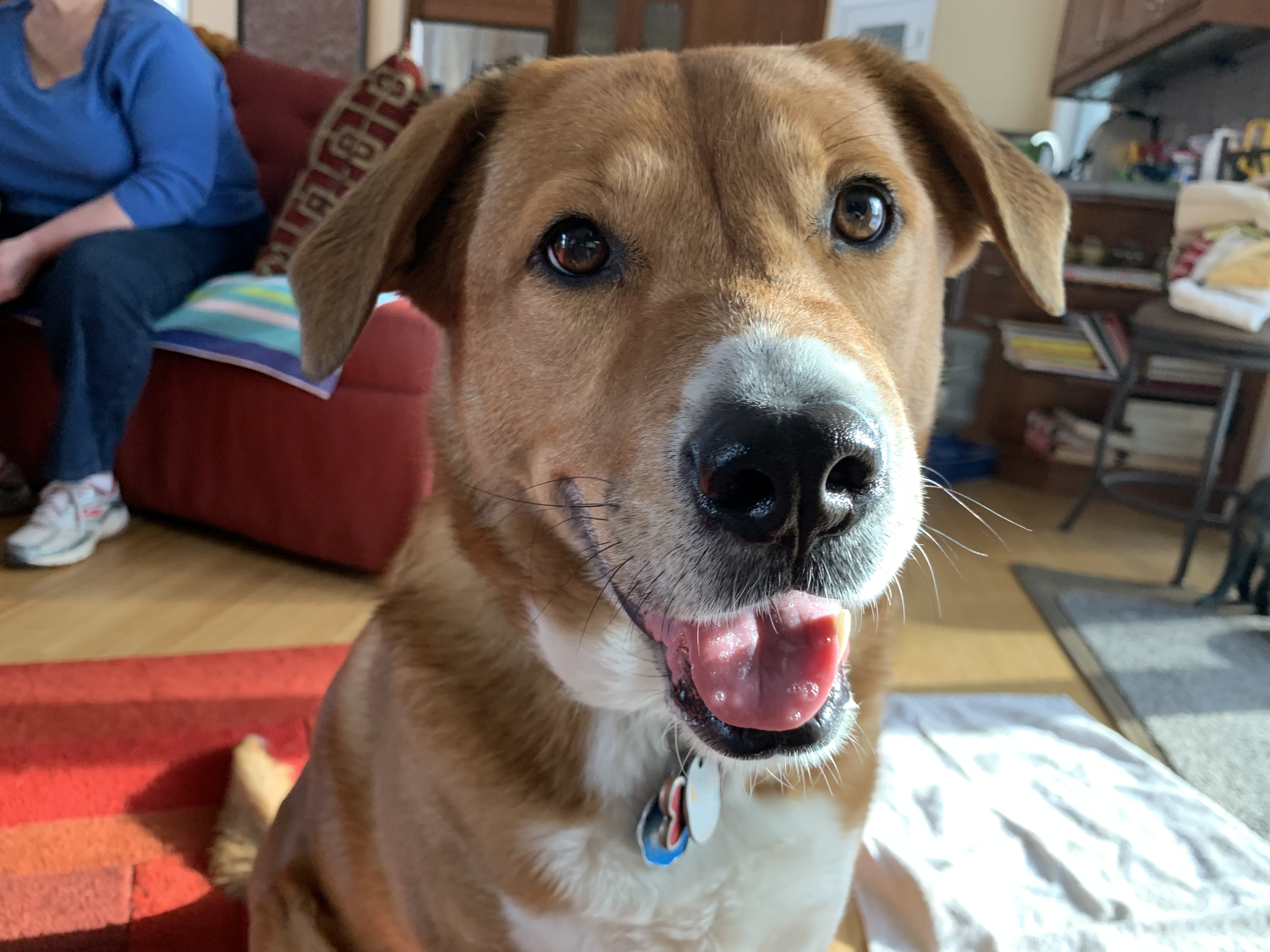 Free Tips on How to Stop Protective Aggression in Dogs Dog Gone Problems