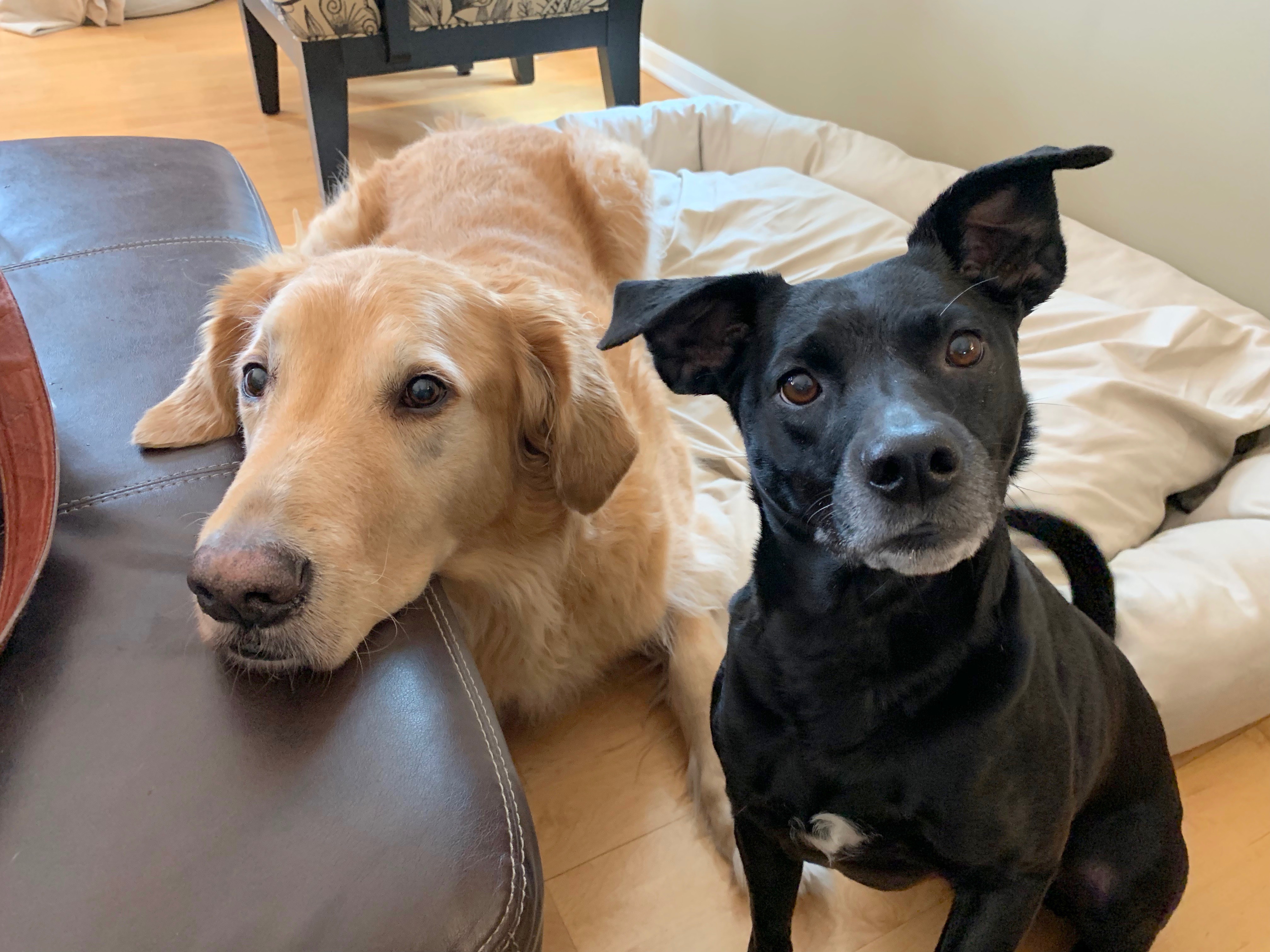 Teaching a Dog to Calm Itself Down When People Come to the Door Dog