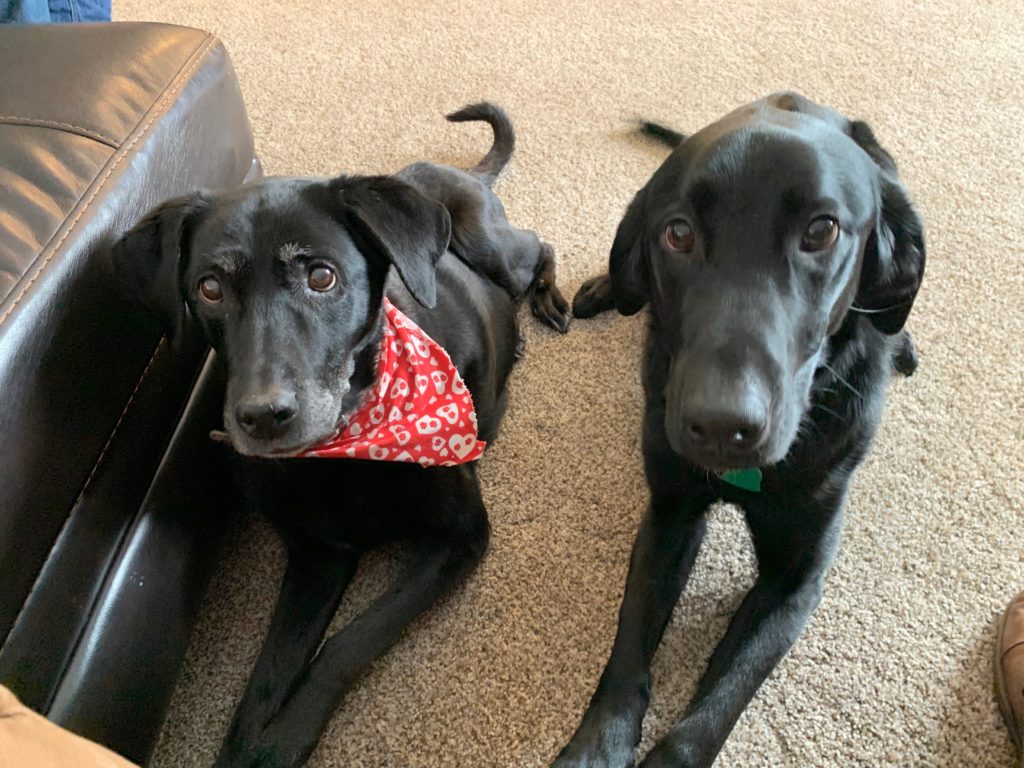 Teaching a Black Lab It Doesn't Need to Guard His Food Dog Gone Problems
