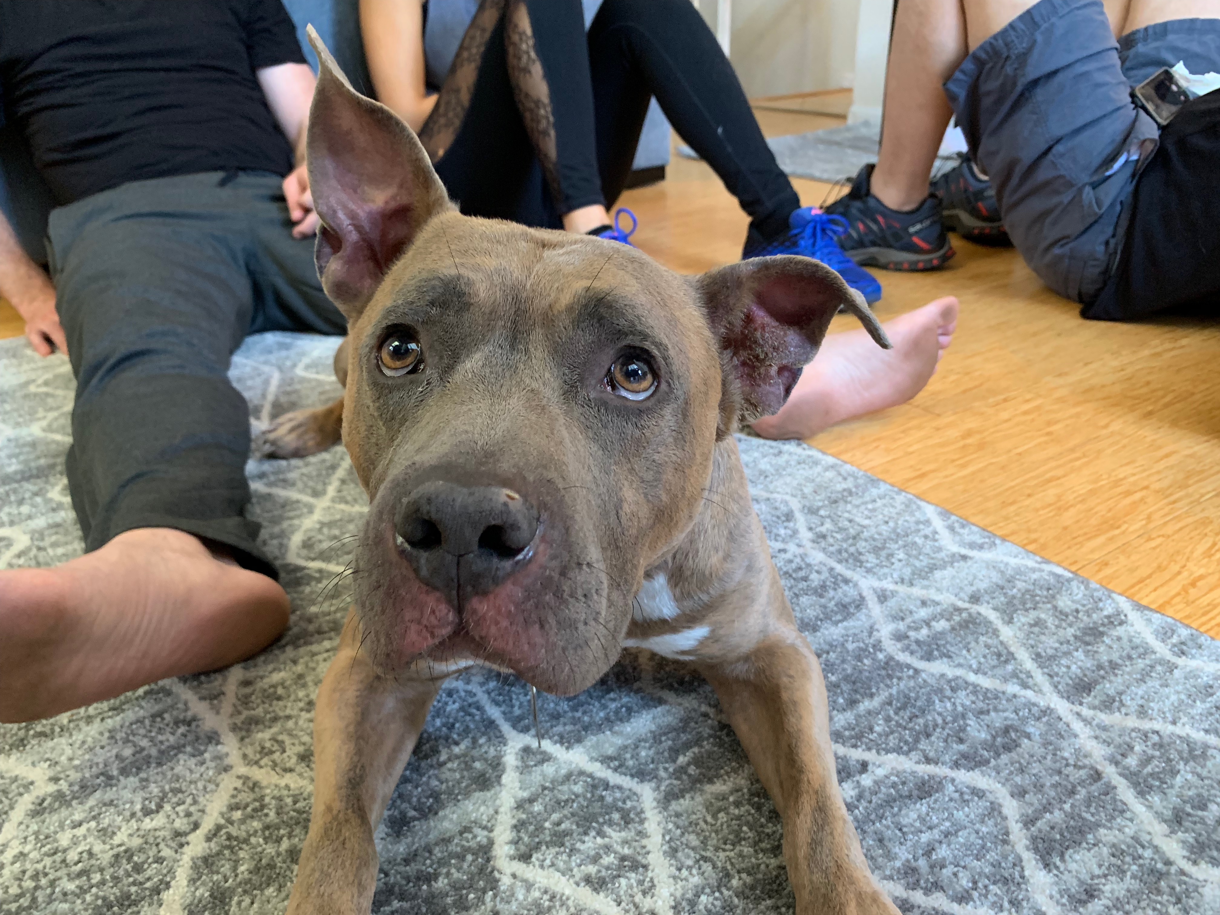 Teaching a Dog to Focus to Help His Guardian Stop His