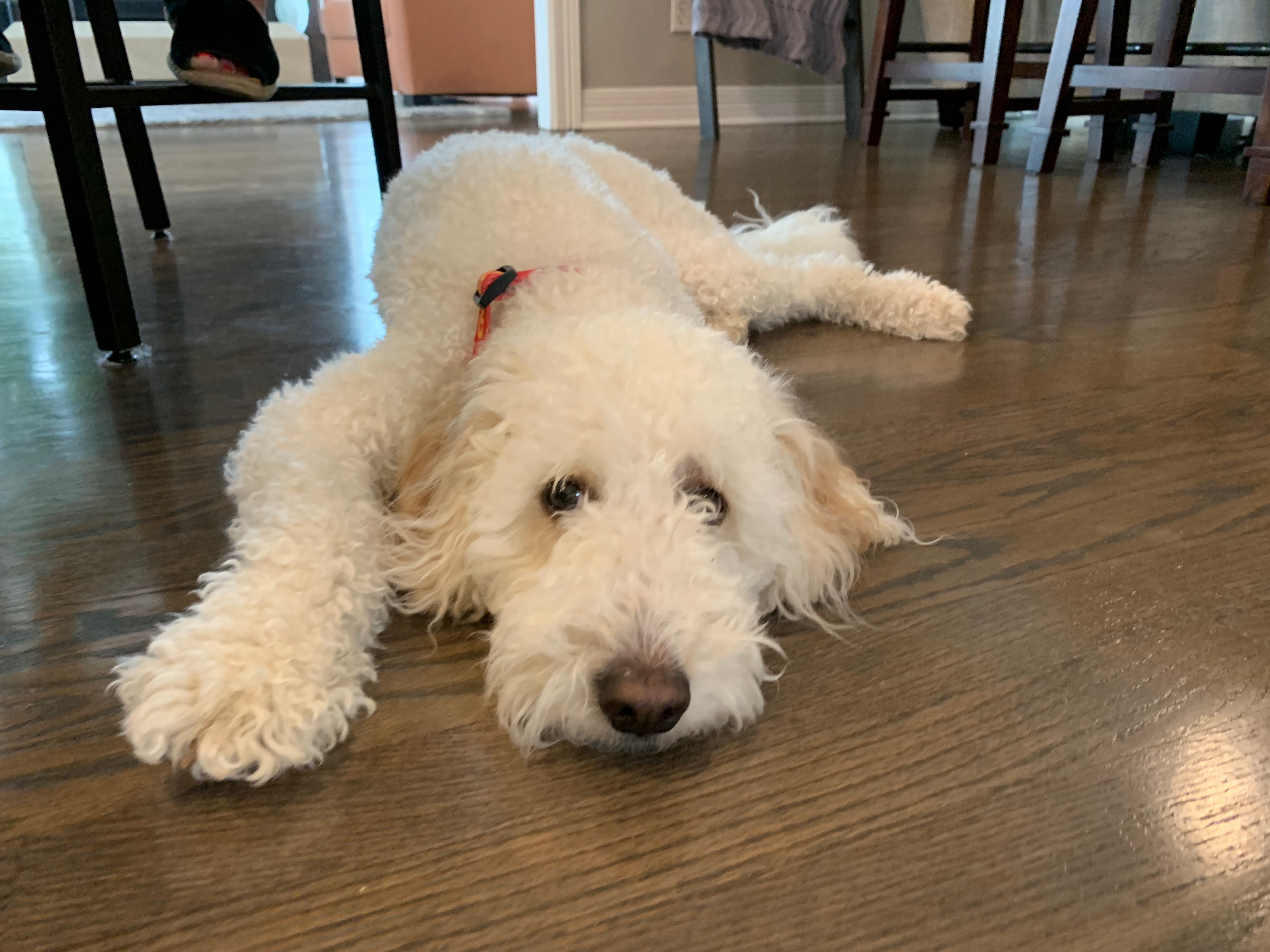 Tips to Stop a Goldendoodle From Resource Guarding His Bed Dog Gone