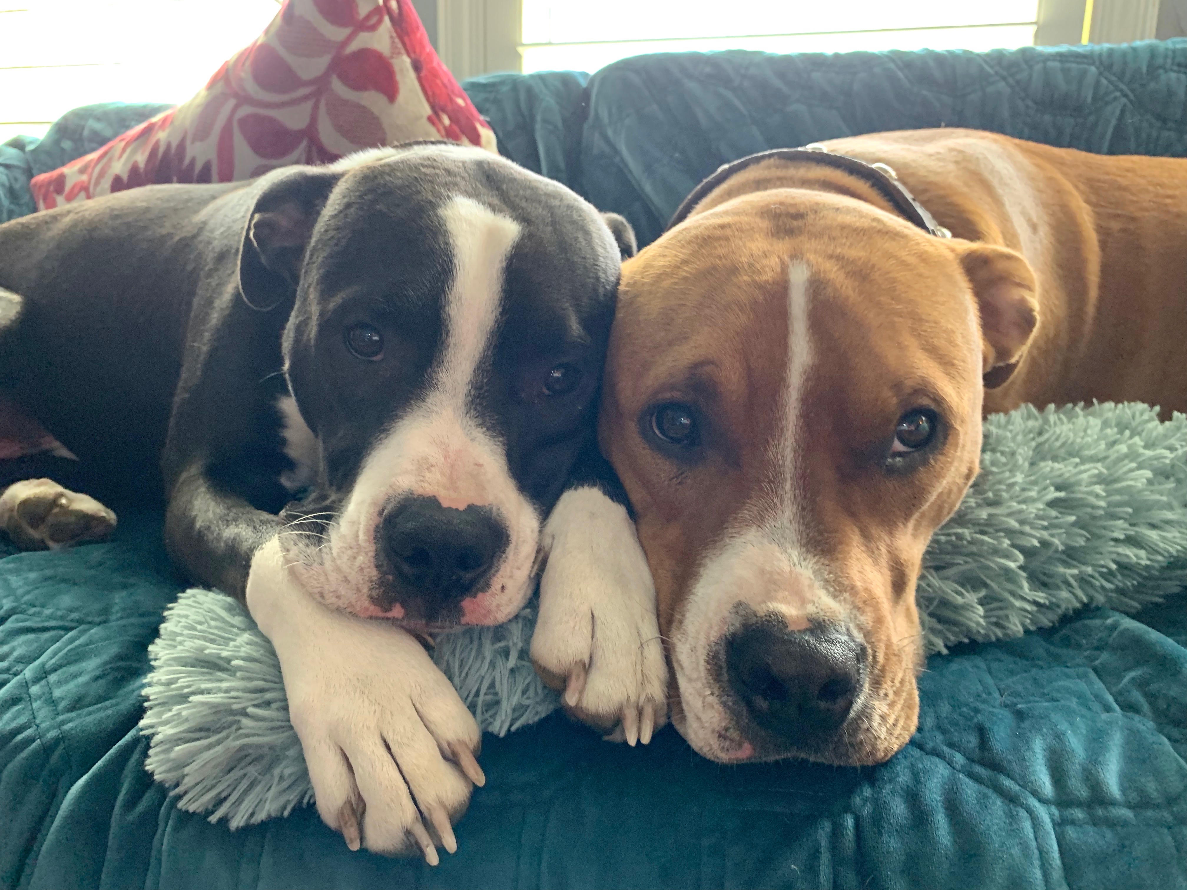 Do Dogs Recognize Their Siblings