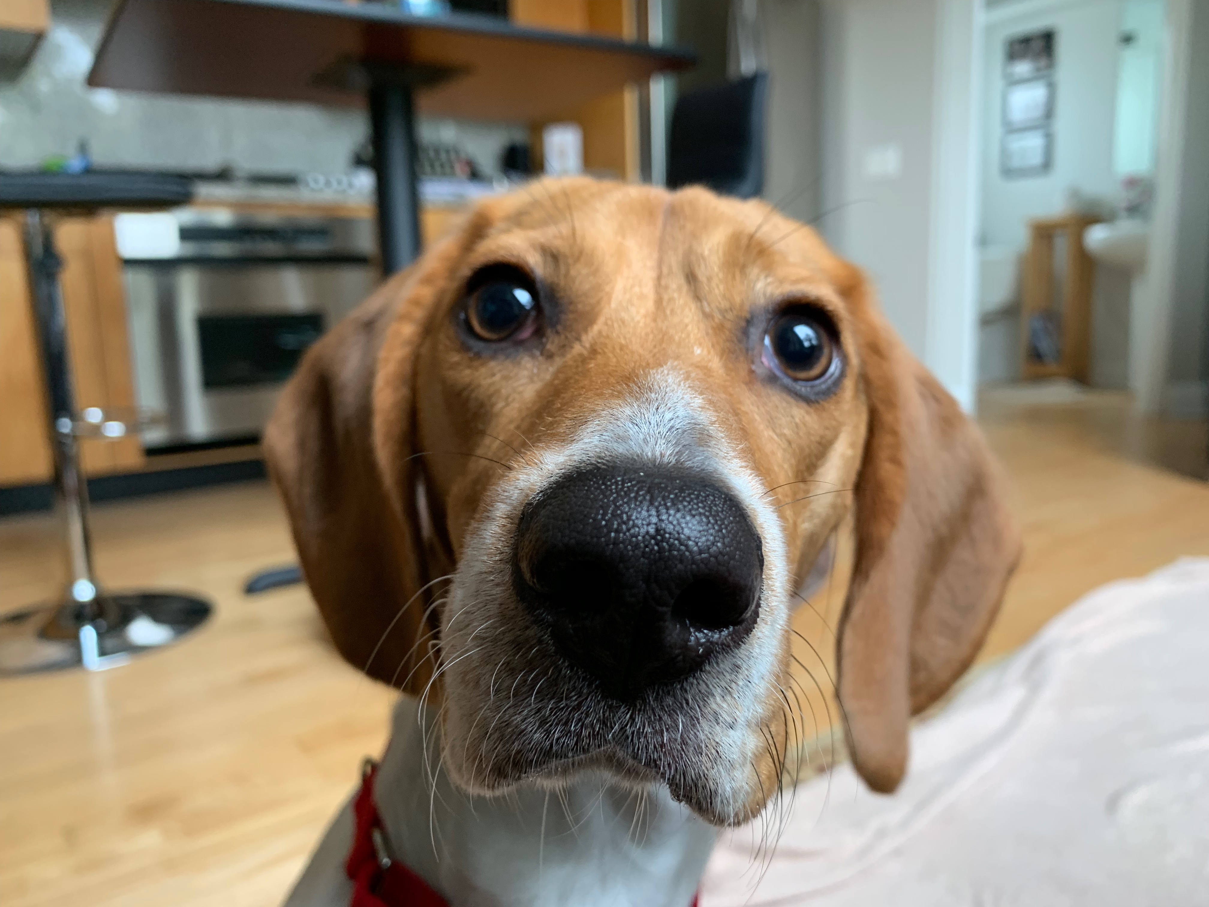 Training a Santa Monica Beagle Puppy to Come Dog Gone