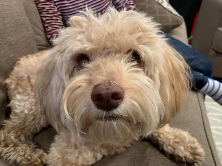 Teaching a West LA Cockapoo to Stay to Stop His Separation Anxiety Dog