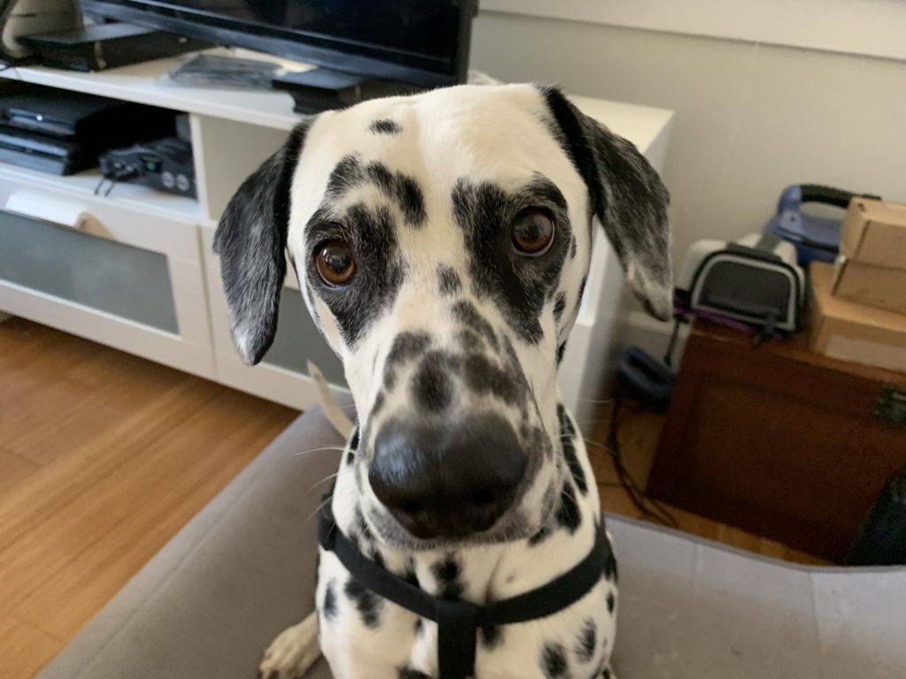 Creating Positive Associations to Stop a Dalmatian From Barking at