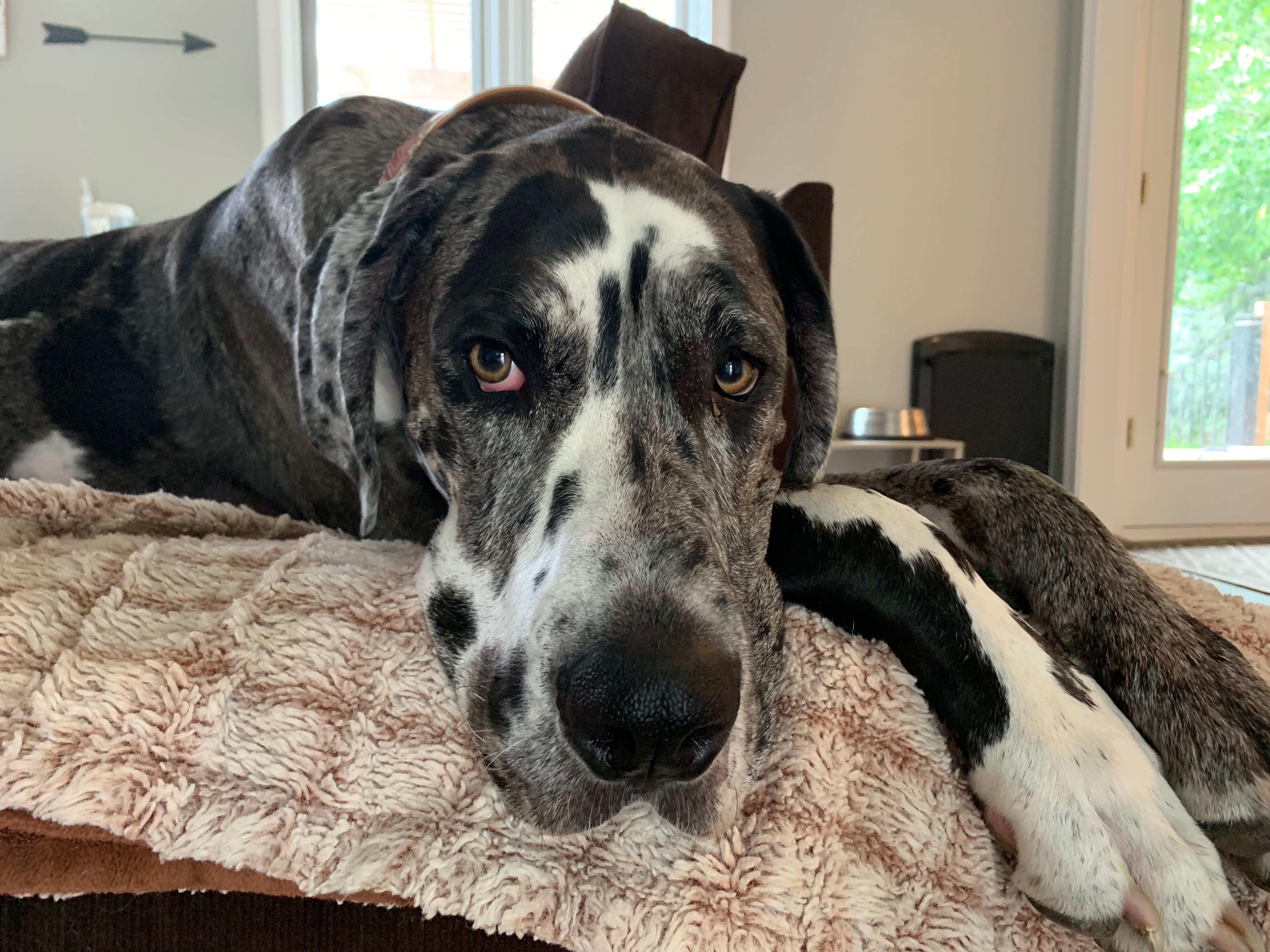 Teaching a Great Dane to Stay Calm When People Come to the Door Dog