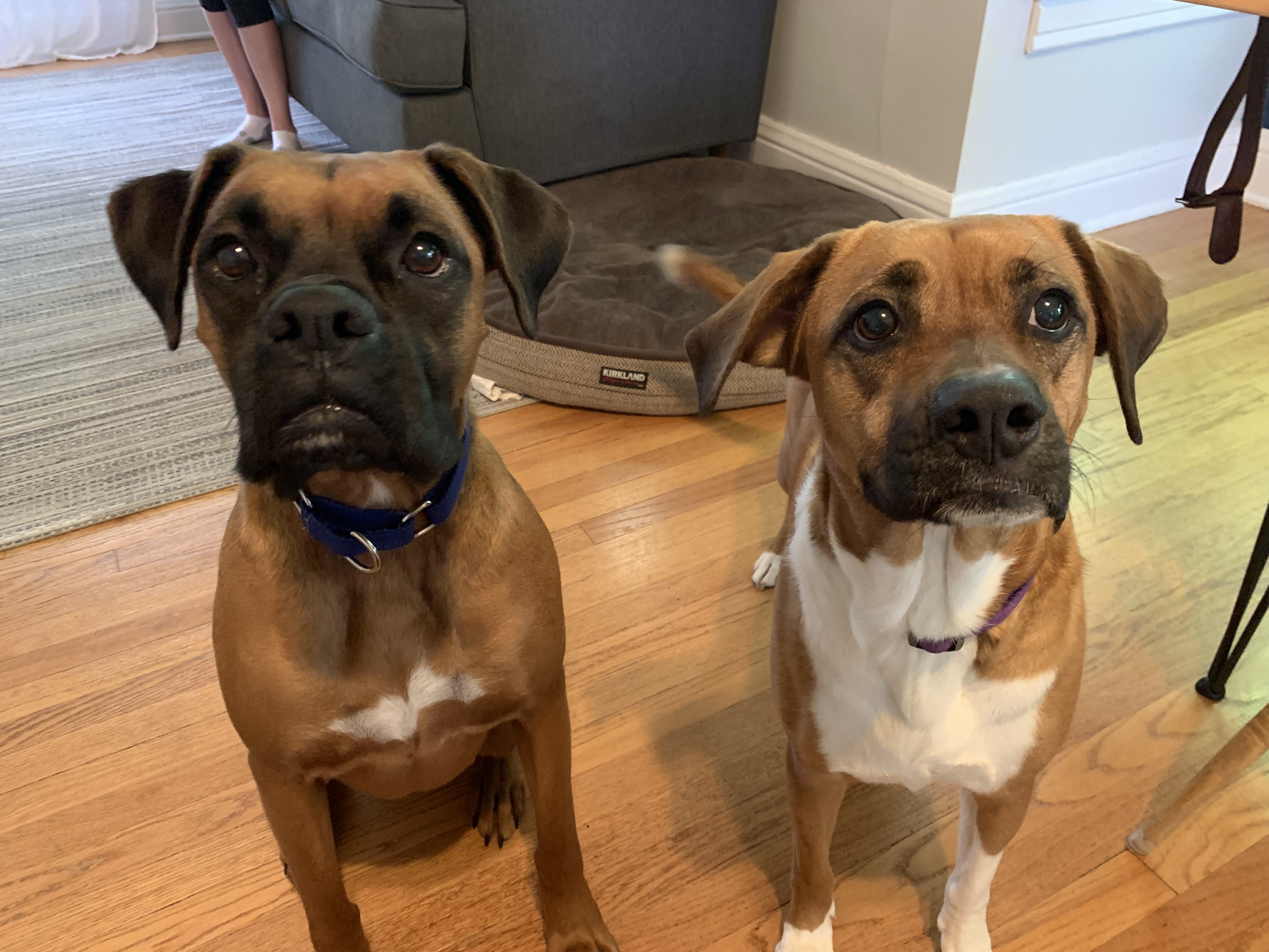 Why Do Dogs Look Away