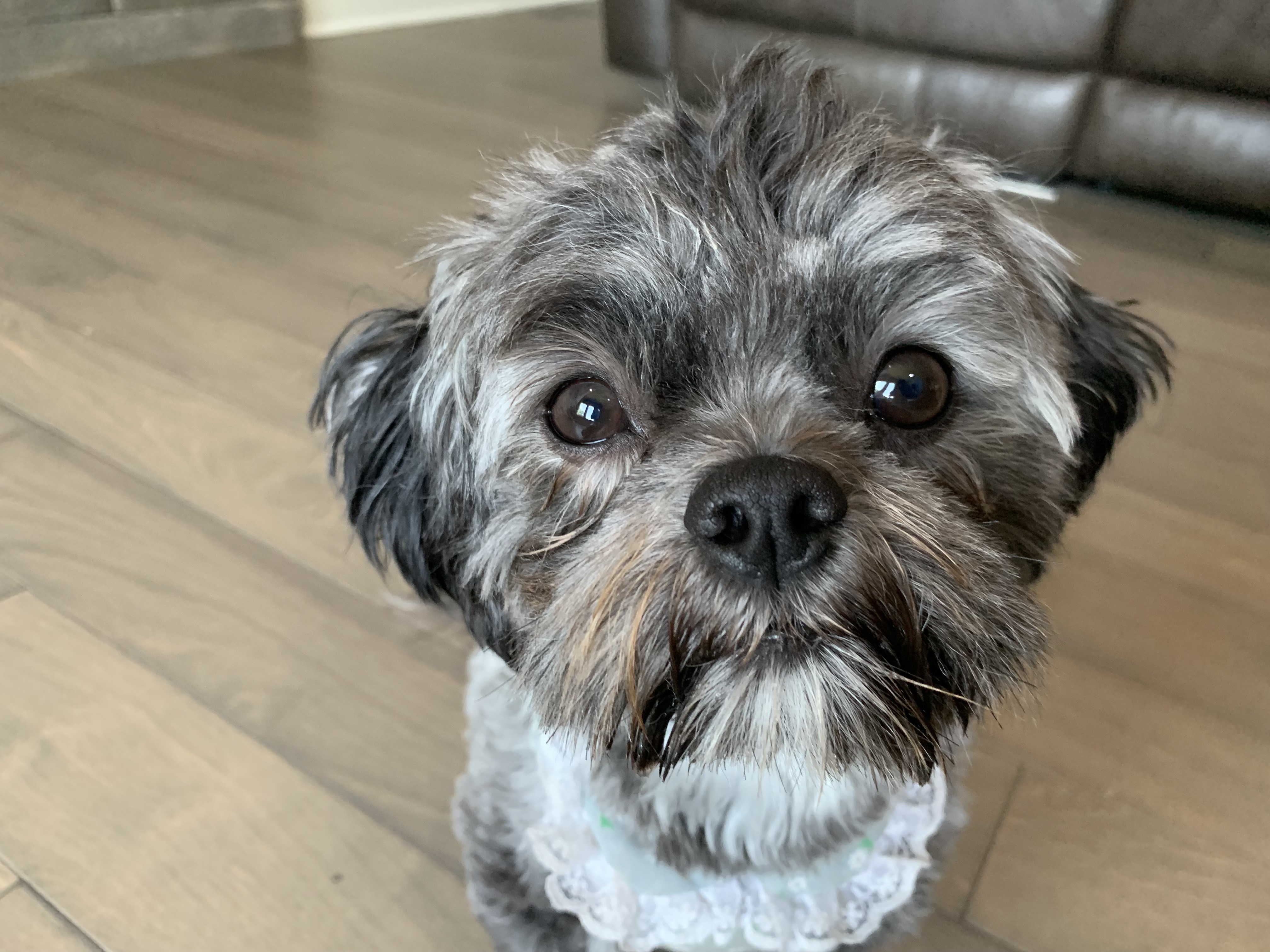 Shih Tzu Poodle Mix Grey petfinder
